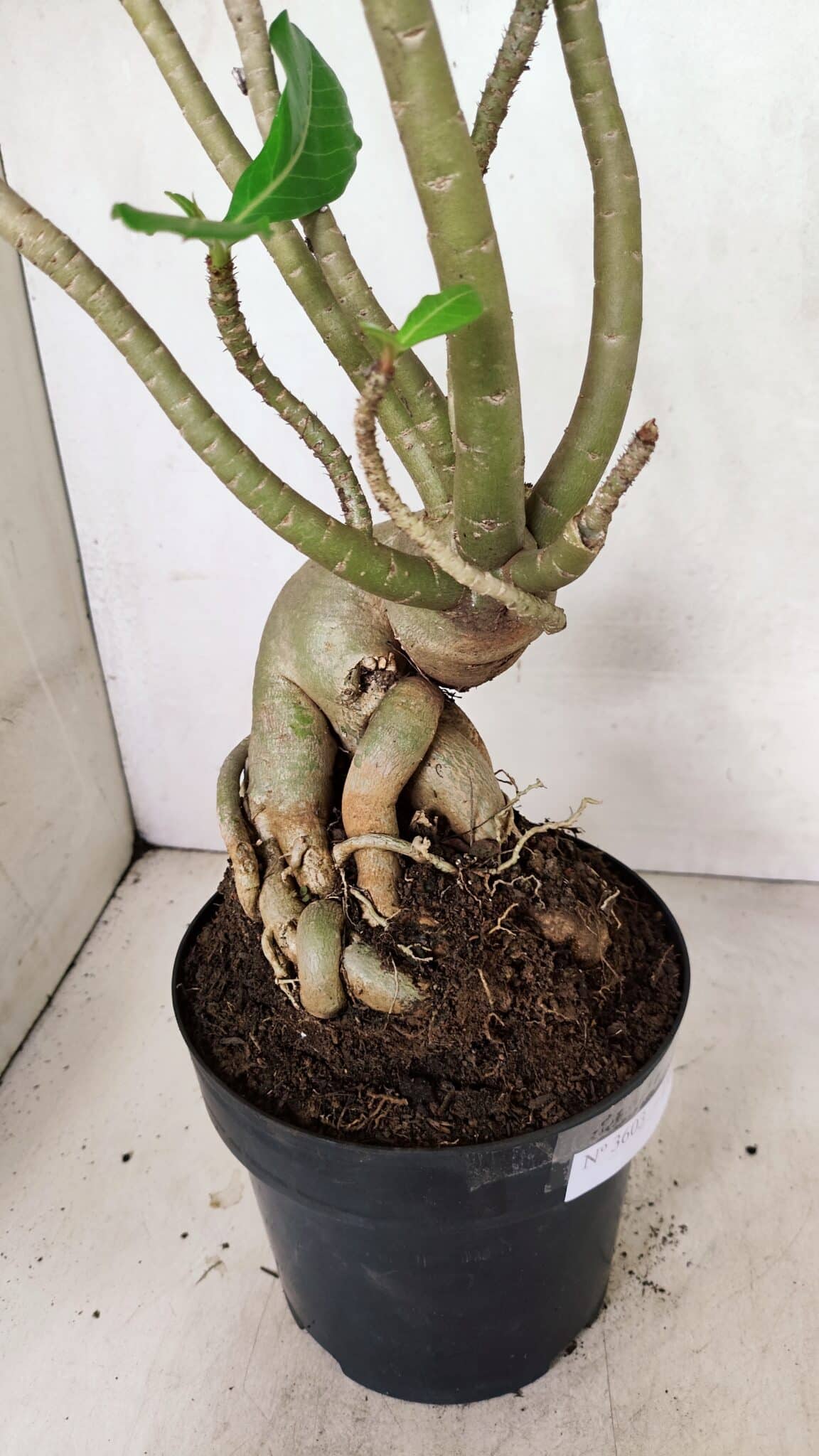 Planta Dobrada 3603 – 60cm – 05 anos - foto 5