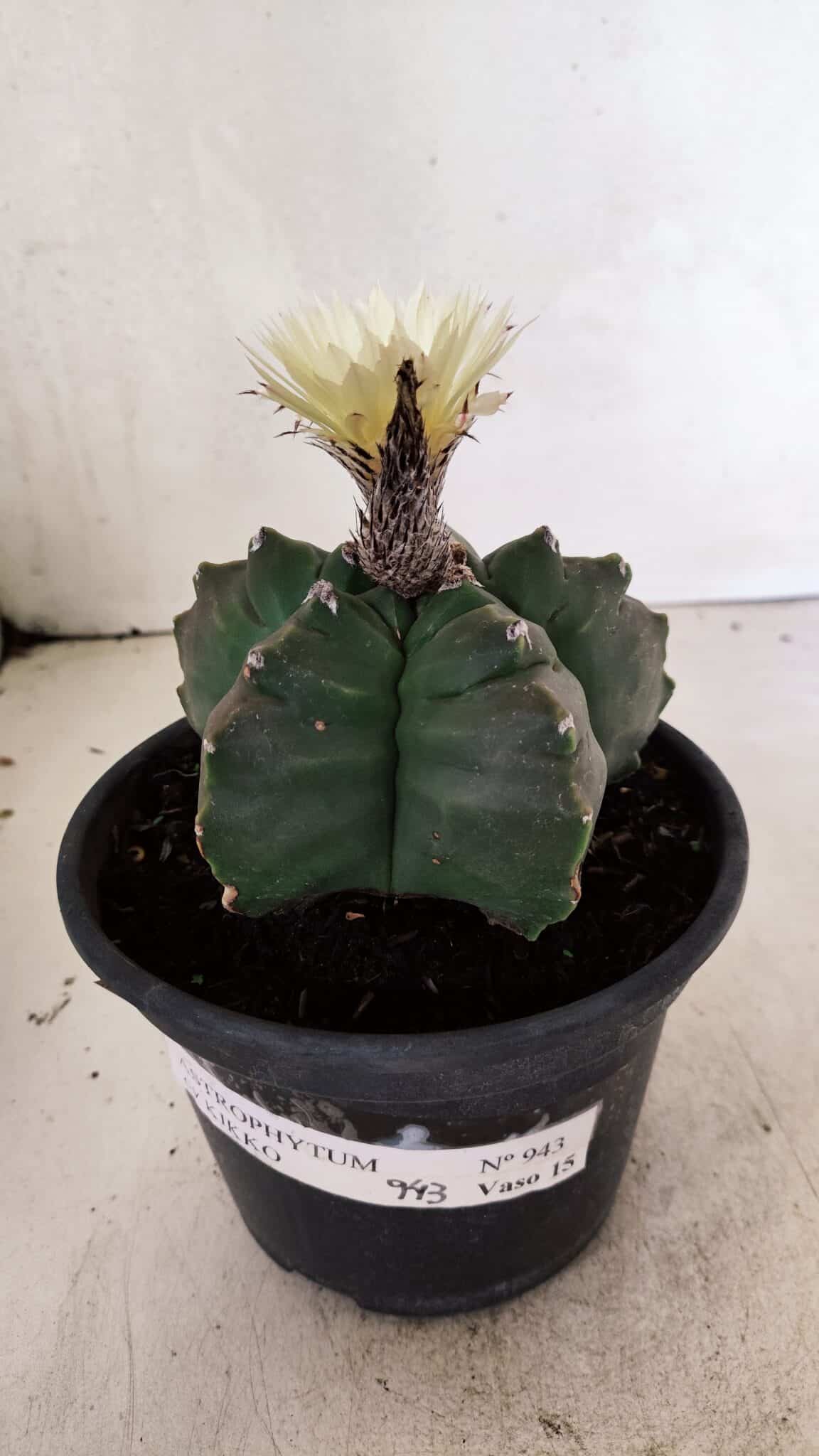 MATRIZ ASTROPHYTUM cv KIKKO  Nº 943 – vaso 15 - foto 2