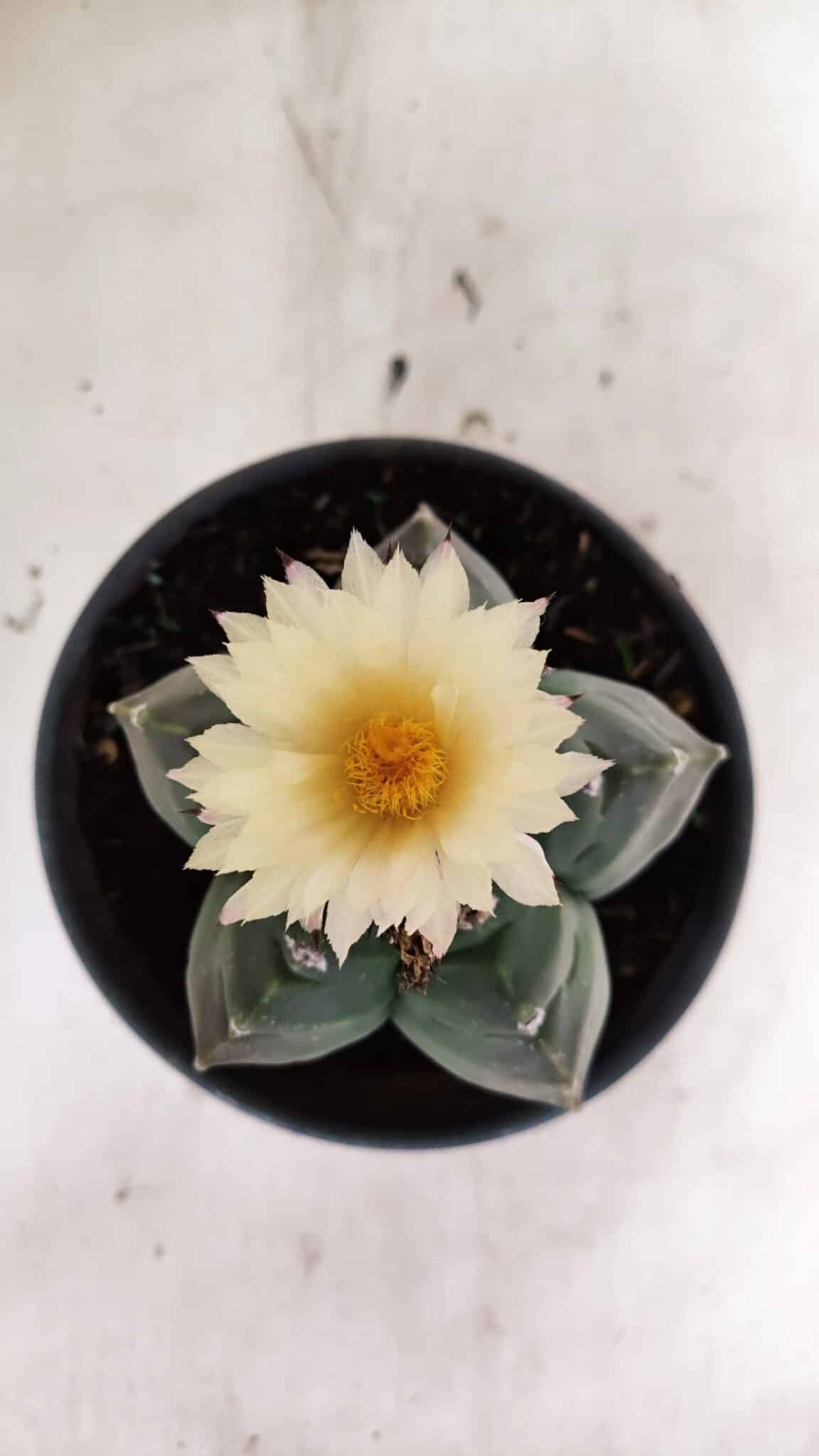 MATRIZ ASTROPHYTUM cv KIKKO  Nº 943 – vaso 15 - foto 3