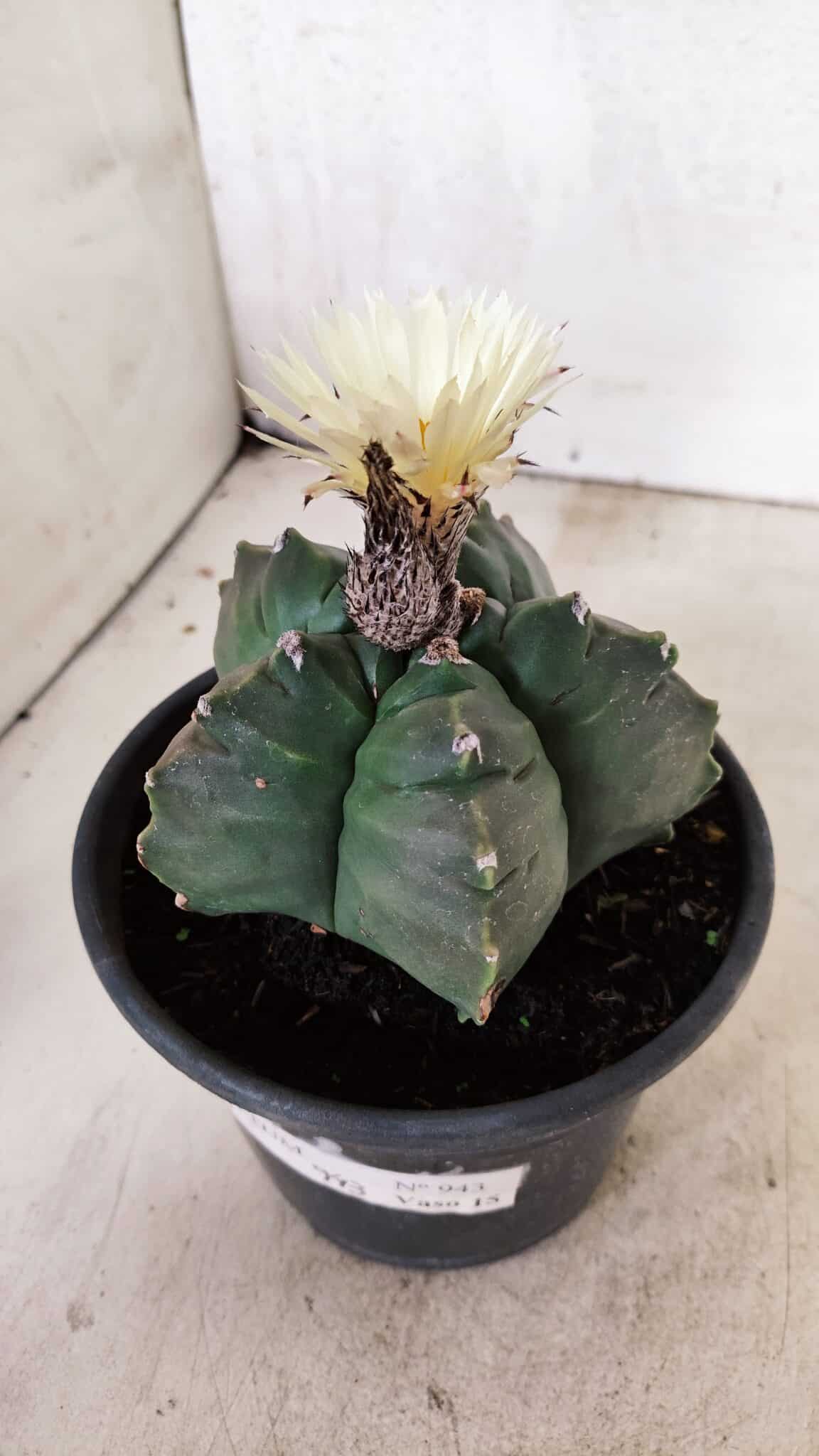 MATRIZ ASTROPHYTUM cv KIKKO  Nº 943 – vaso 15 - foto 9