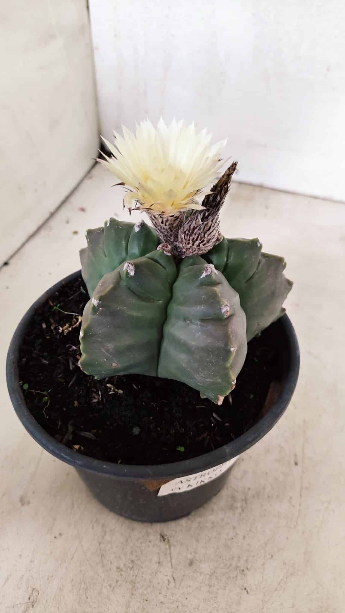 MATRIZ ASTROPHYTUM cv KIKKO  Nº 943 – vaso 15 - foto 8