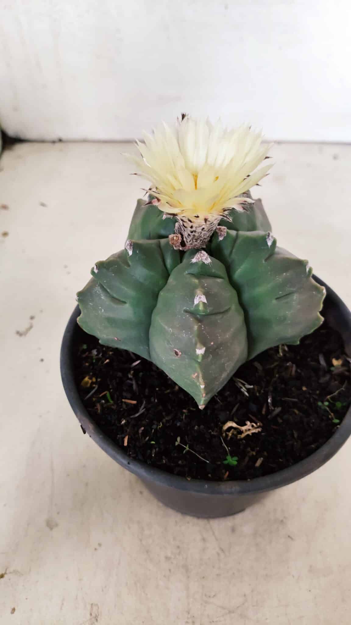 MATRIZ ASTROPHYTUM cv KIKKO  Nº 943 – vaso 15 - foto 7