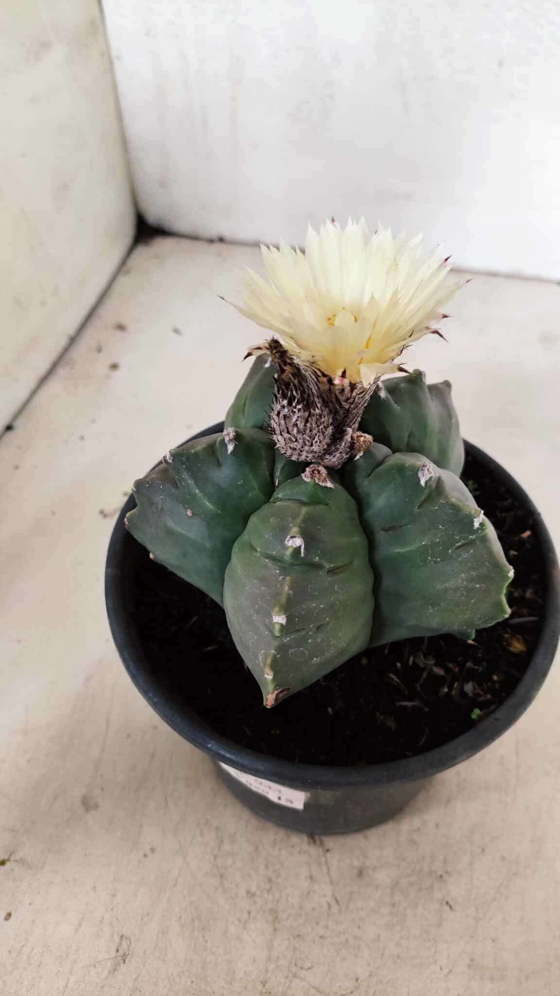 MATRIZ ASTROPHYTUM cv KIKKO  Nº 943 – vaso 15 - foto 6