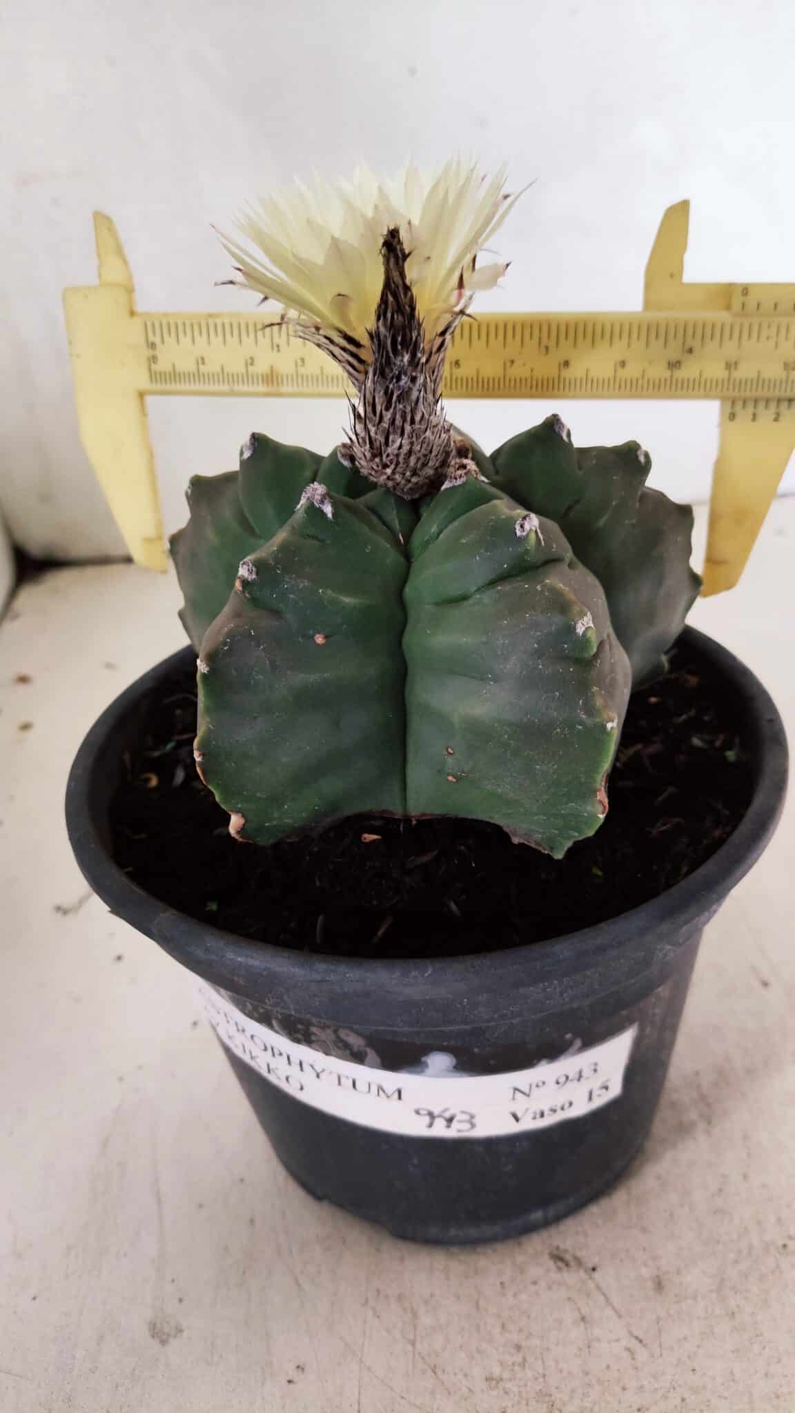 MATRIZ ASTROPHYTUM cv KIKKO  Nº 943 – vaso 15 - foto 4