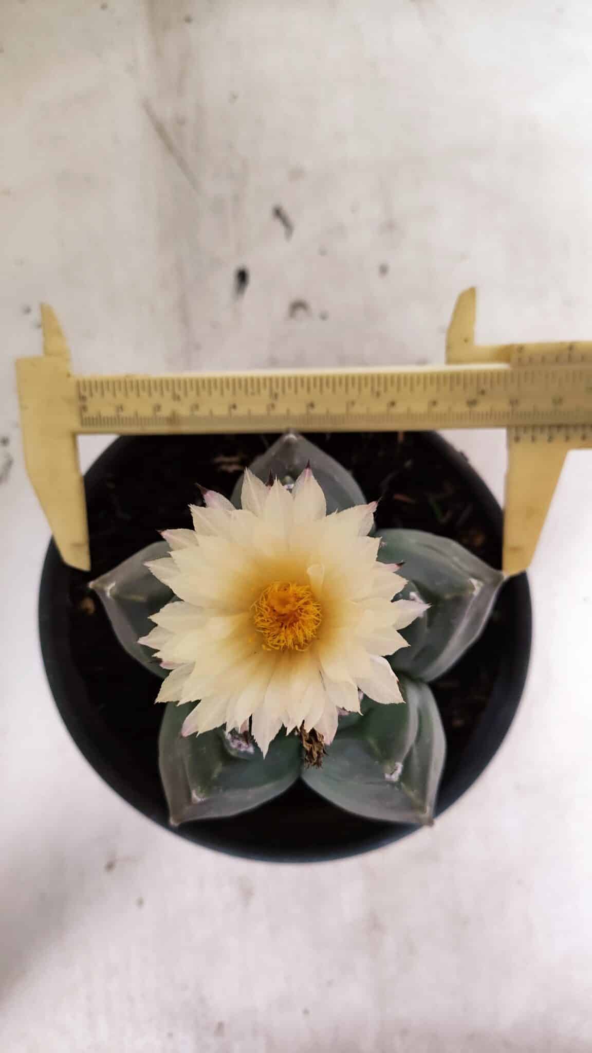 MATRIZ ASTROPHYTUM cv KIKKO  Nº 943 – vaso 15 - foto 5