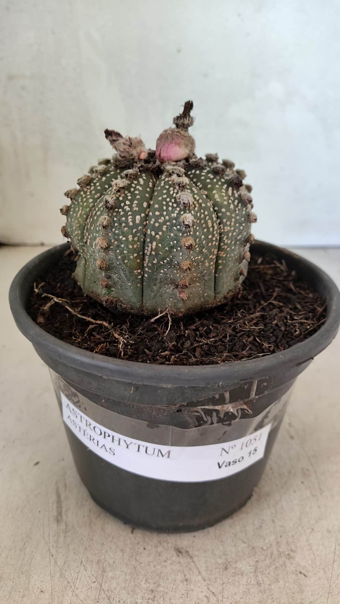 MATRIZ ASTROPHYTUM ASTERIAS Nº 1051 – vaso 15 - foto 2