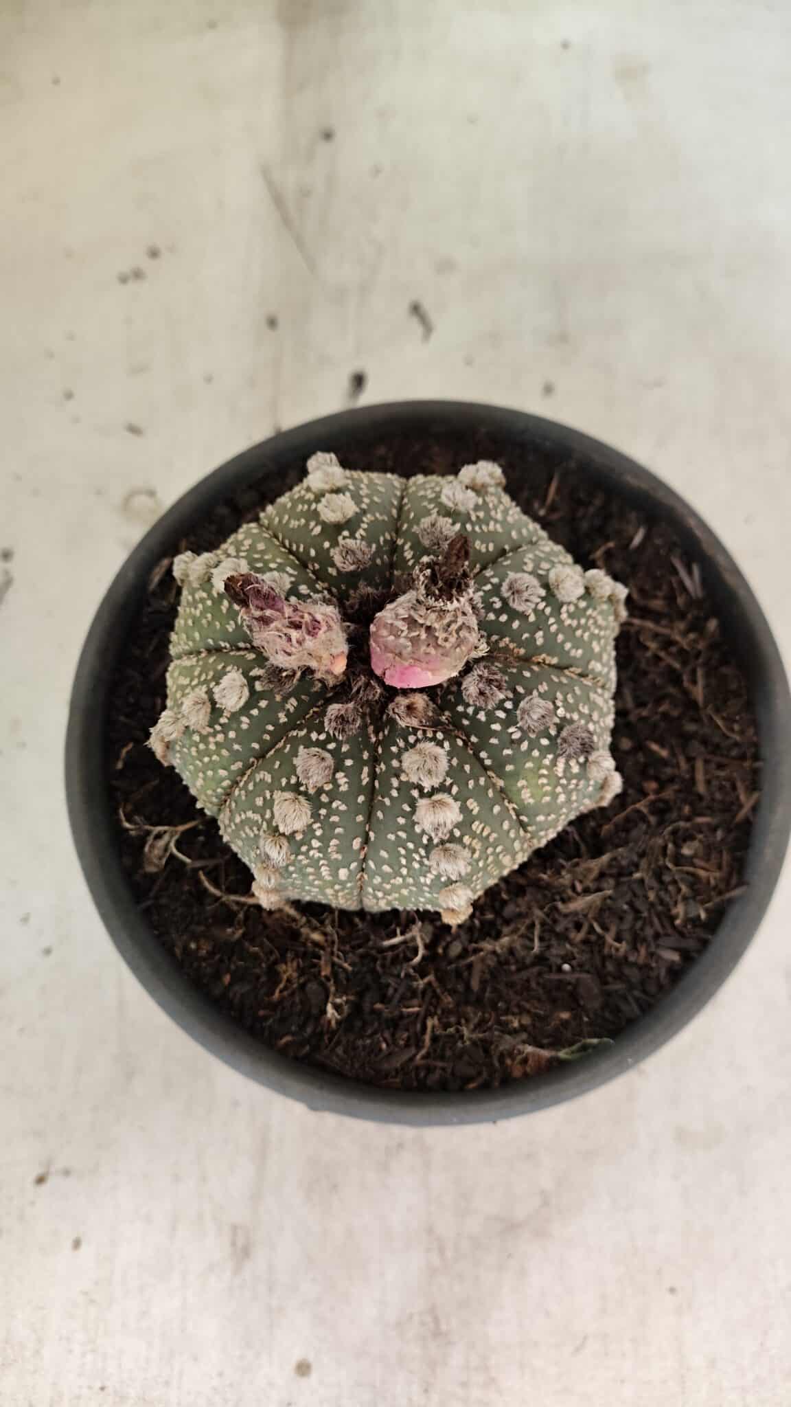 MATRIZ ASTROPHYTUM ASTERIAS Nº 1051 – vaso 15 - foto 3