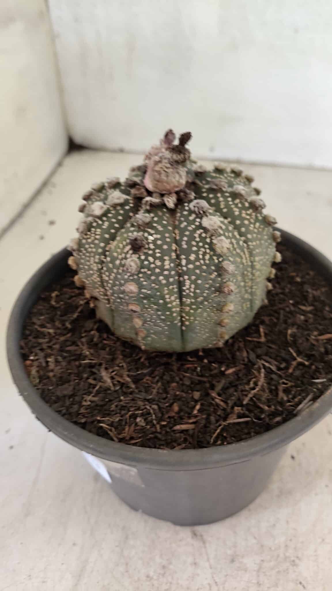 MATRIZ ASTROPHYTUM ASTERIAS Nº 1051 – vaso 15 - foto 8