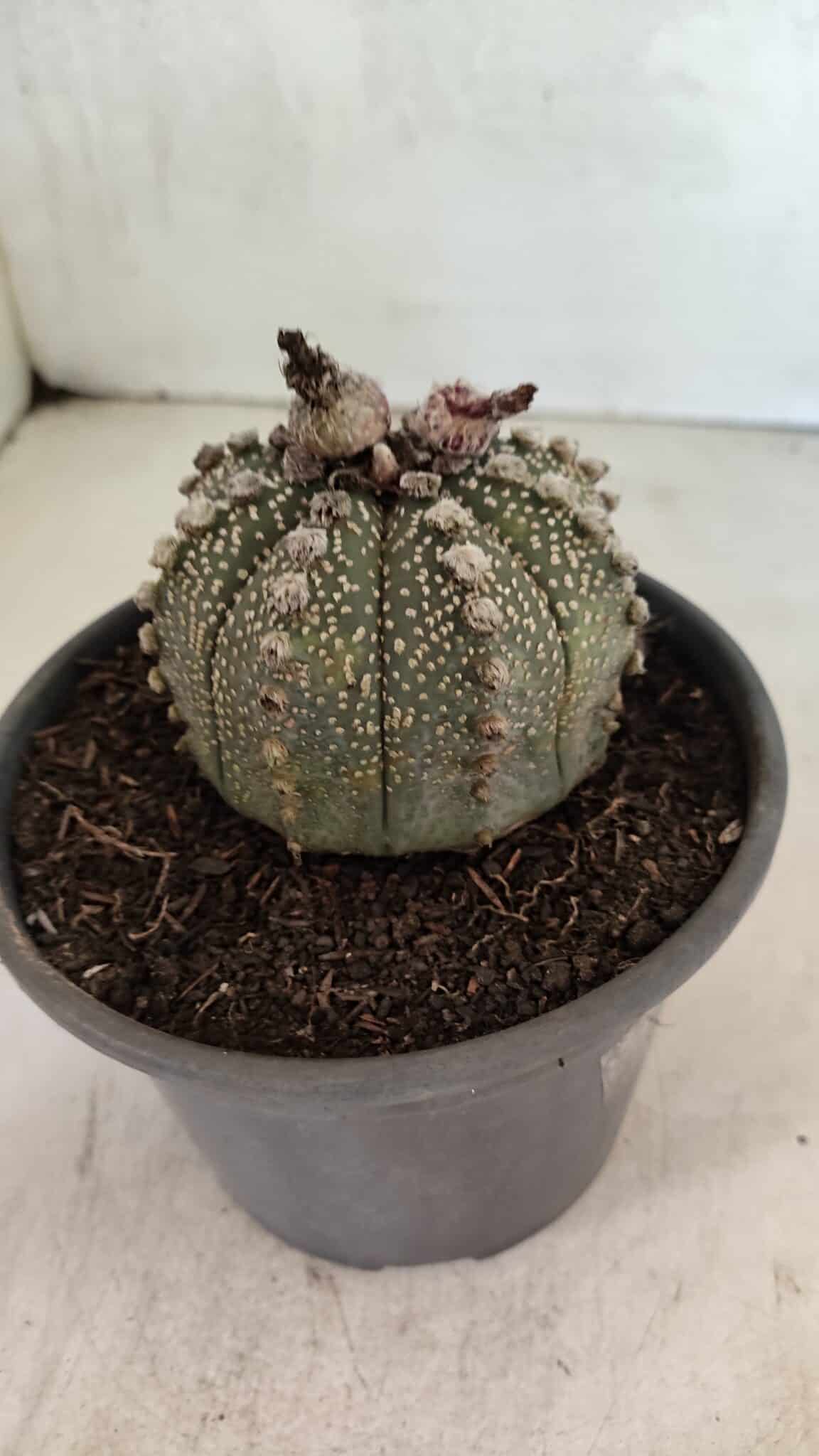 MATRIZ ASTROPHYTUM ASTERIAS Nº 1051 – vaso 15 - foto 7