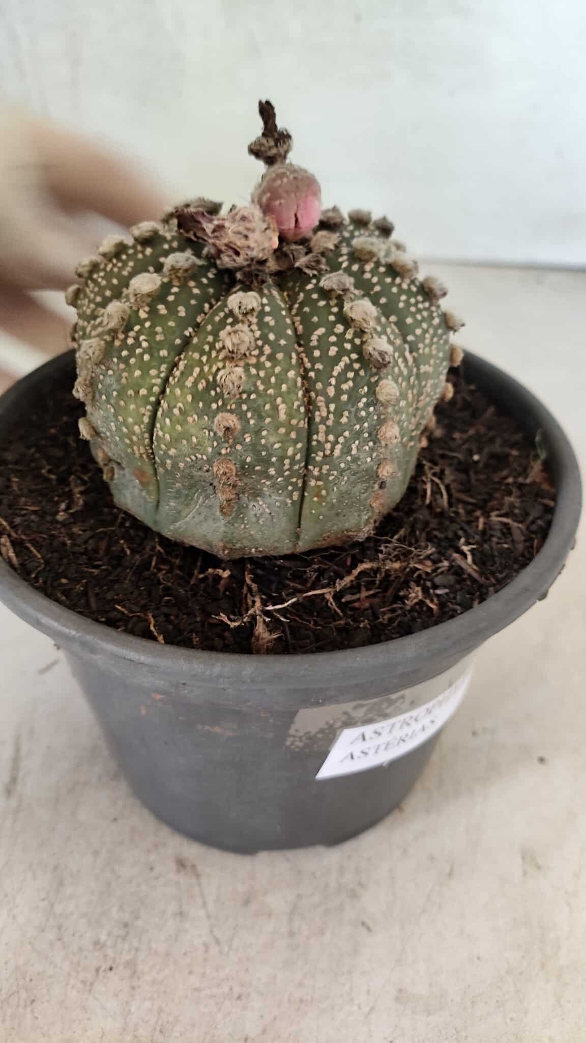MATRIZ ASTROPHYTUM ASTERIAS Nº 1051 – vaso 15 - foto 6