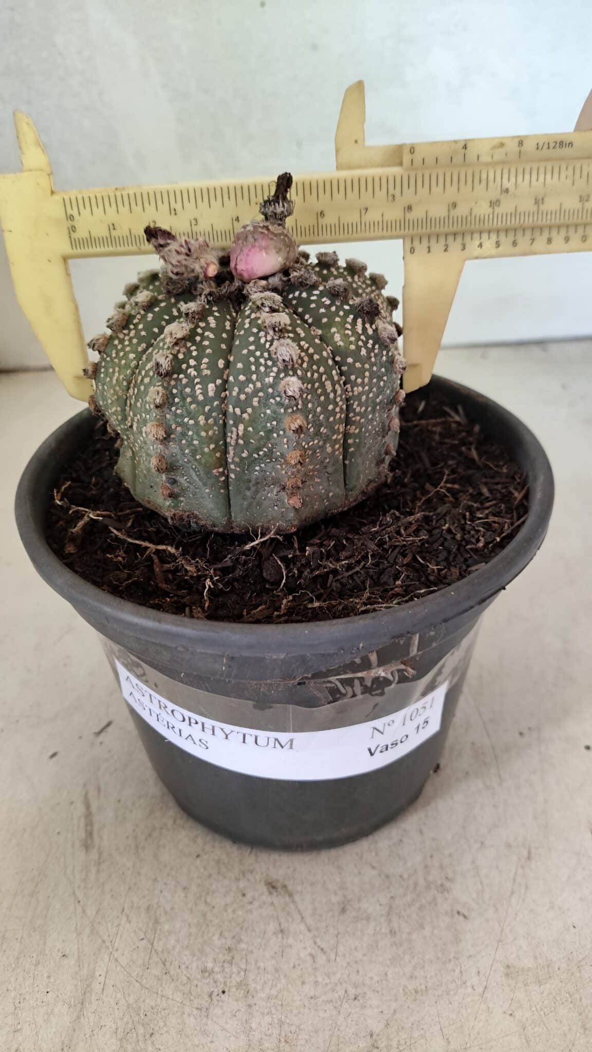 MATRIZ ASTROPHYTUM ASTERIAS Nº 1051 – vaso 15 - foto 4