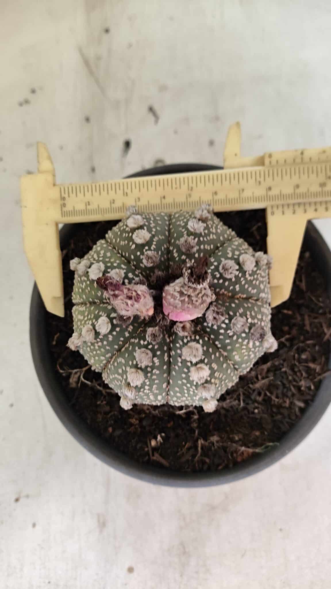 MATRIZ ASTROPHYTUM ASTERIAS Nº 1051 – vaso 15 - foto 5