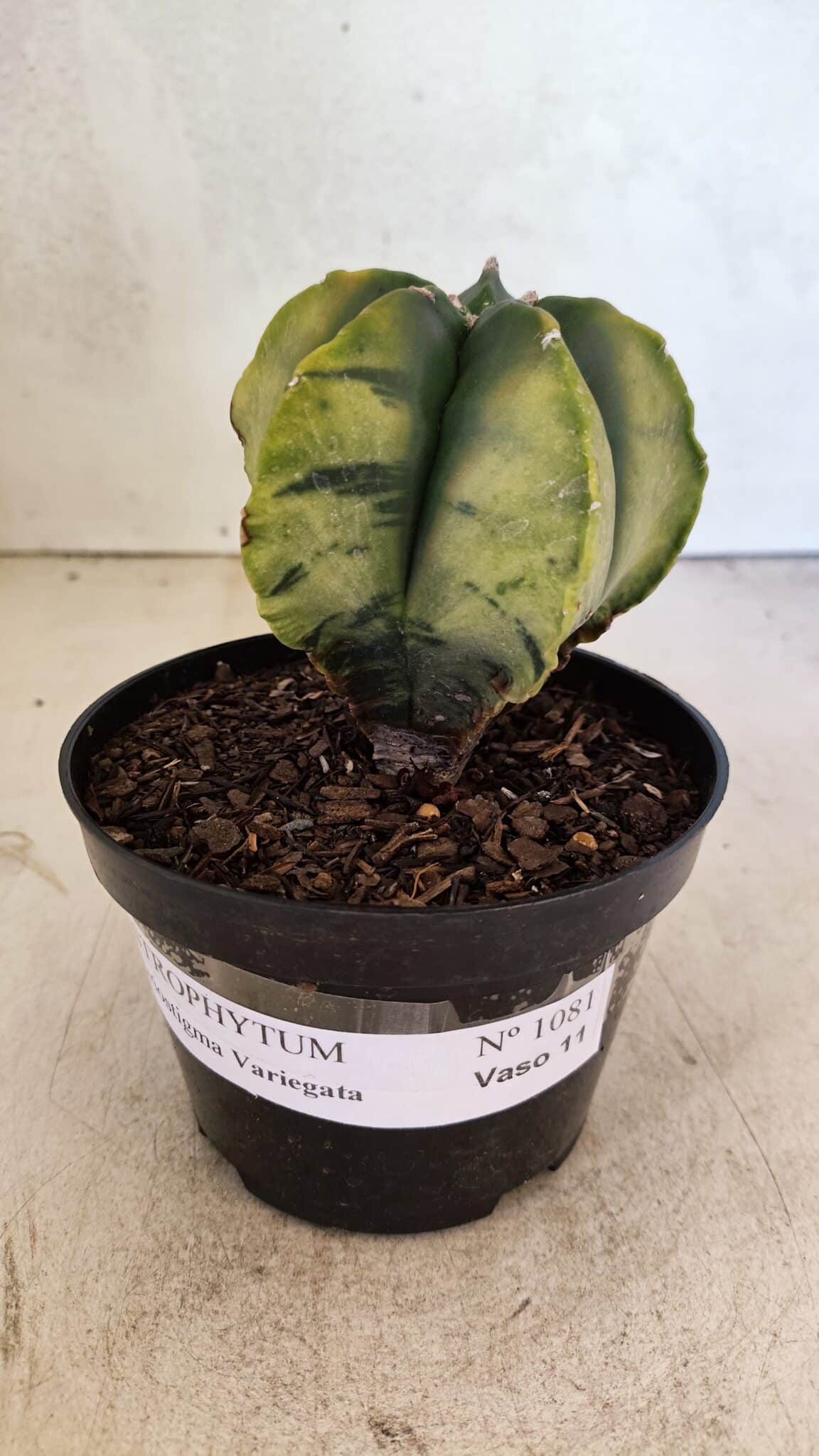 ASTROPHYTUM MYRIOSTIGMA "Variegata" Nº 1081 – vaso 11 - foto 2