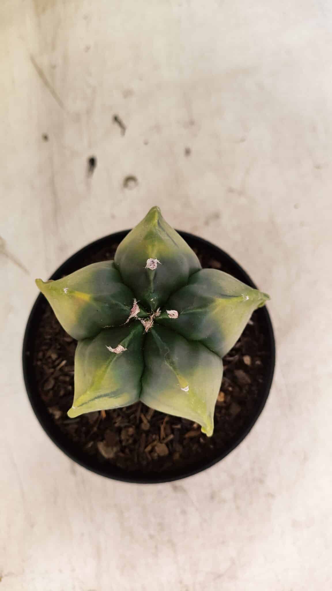 ASTROPHYTUM MYRIOSTIGMA "Variegata" Nº 1081 – vaso 11 - foto 3