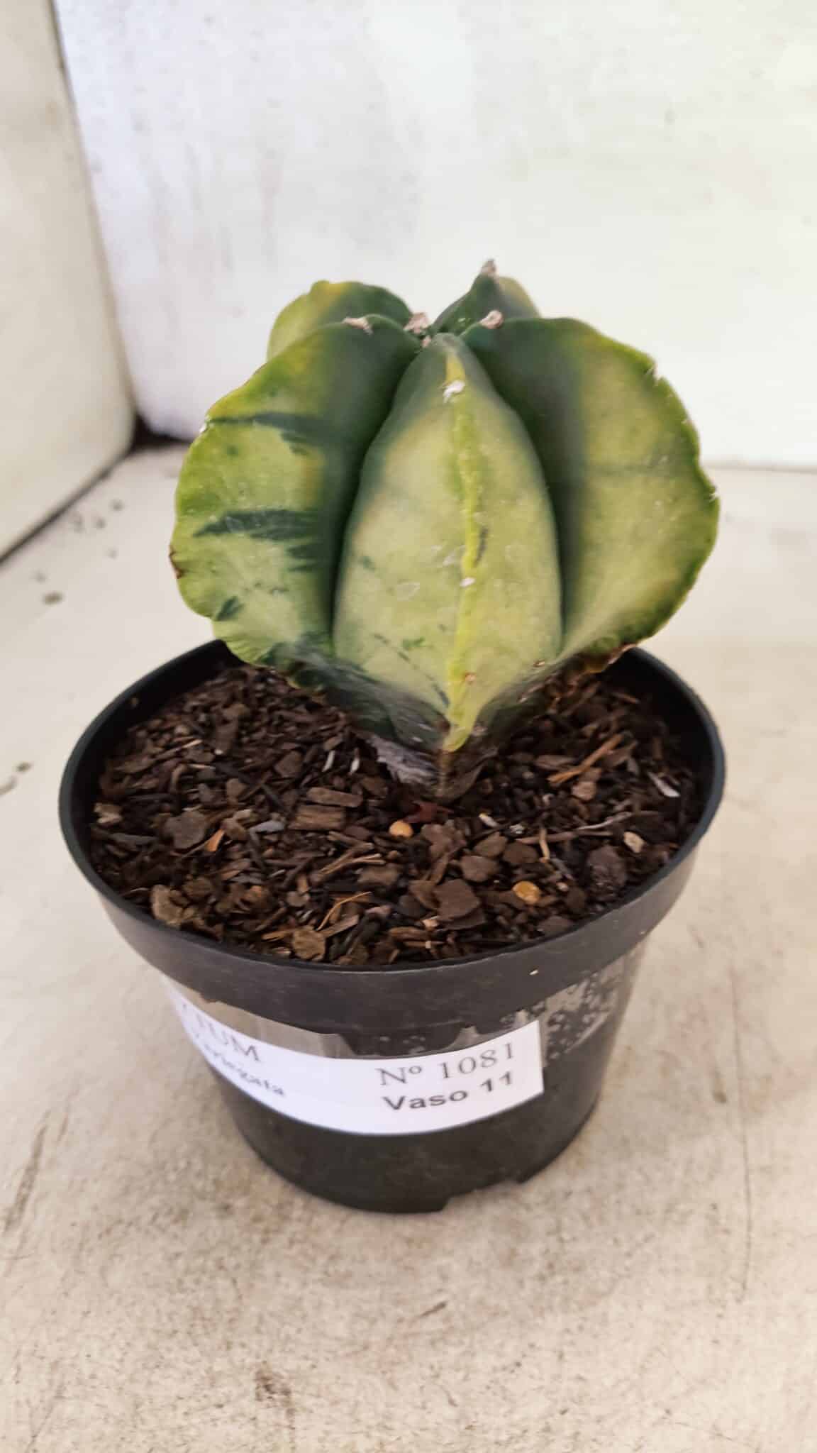ASTROPHYTUM MYRIOSTIGMA "Variegata" Nº 1081 – vaso 11 - foto 7