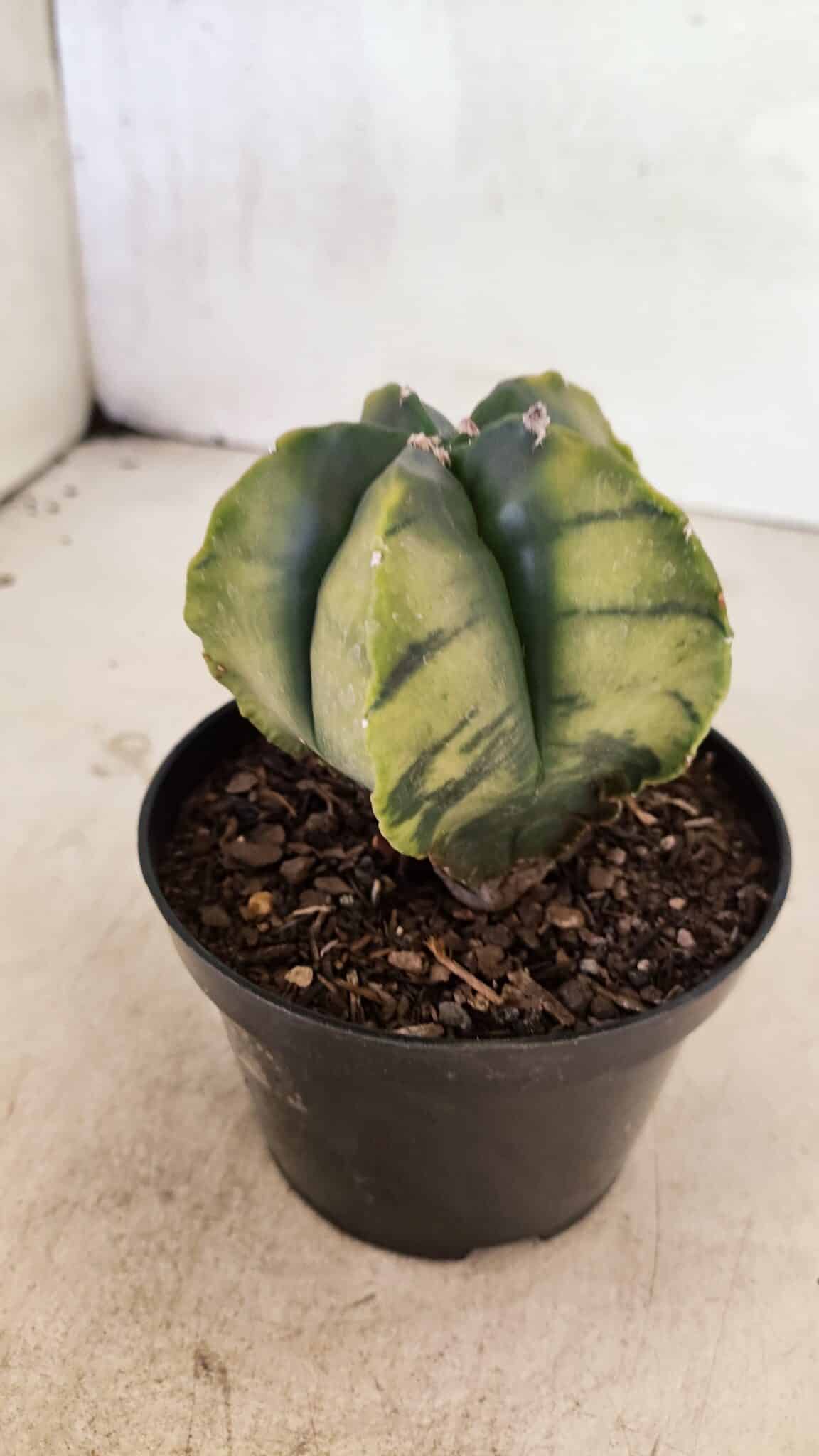 ASTROPHYTUM MYRIOSTIGMA "Variegata" Nº 1081 – vaso 11 - foto 6