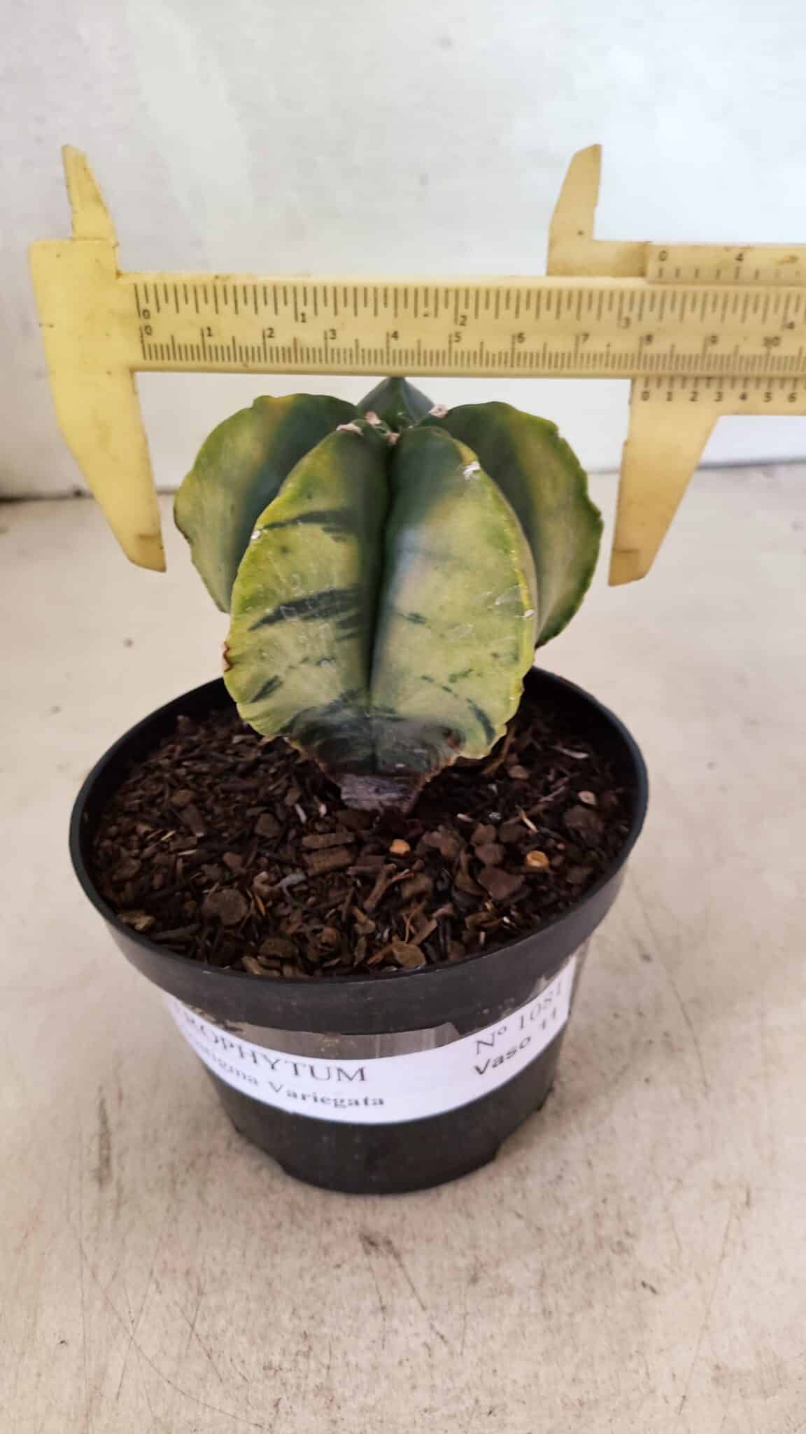 ASTROPHYTUM MYRIOSTIGMA "Variegata" Nº 1081 – vaso 11 - foto 4