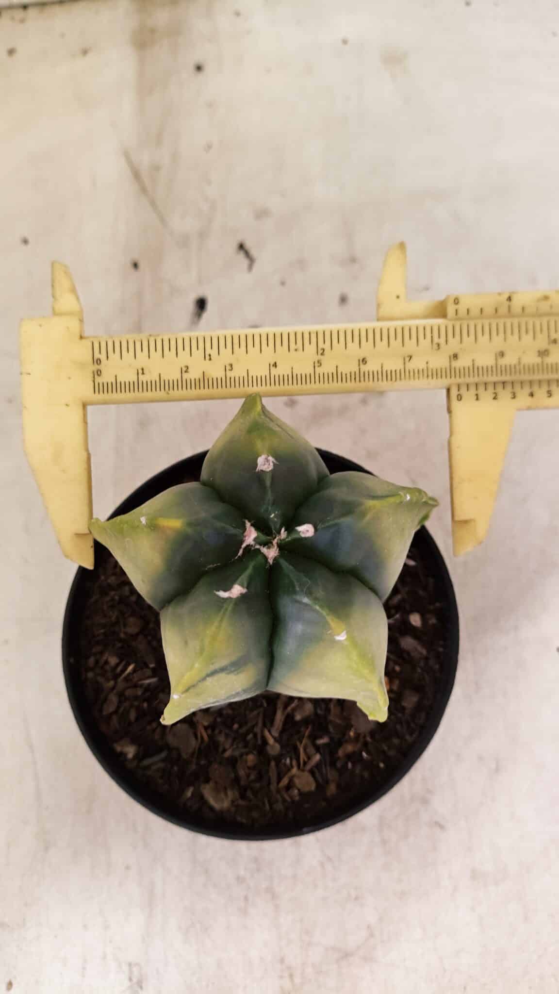 ASTROPHYTUM MYRIOSTIGMA "Variegata" Nº 1081 – vaso 11 - foto 5