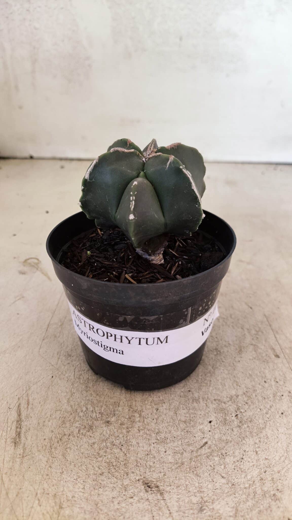 ASTROPHYTUM MYRIOSTIGMA  Nº 1083 – vaso 09 - foto 2