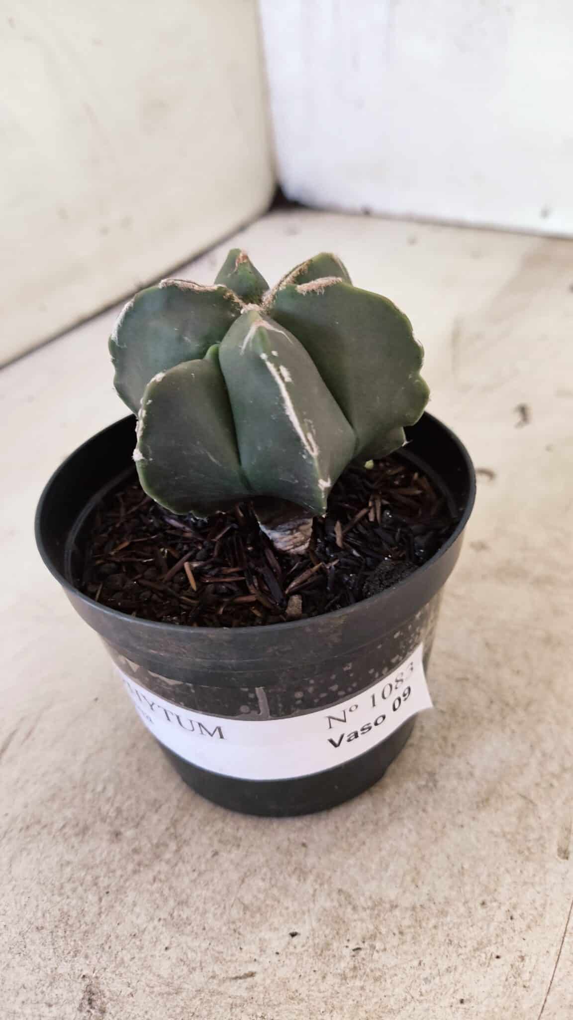 ASTROPHYTUM MYRIOSTIGMA  Nº 1083 – vaso 09 - foto 8