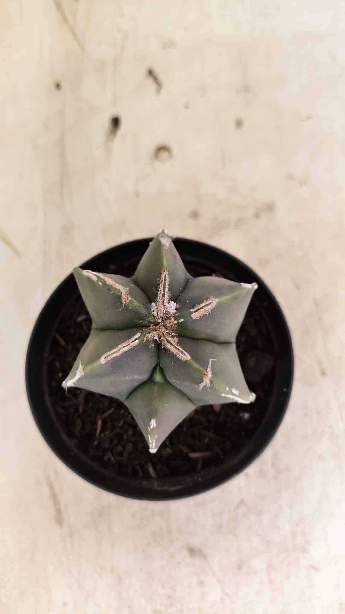 ASTROPHYTUM MYRIOSTIGMA  Nº 1083 – vaso 09 - foto 3