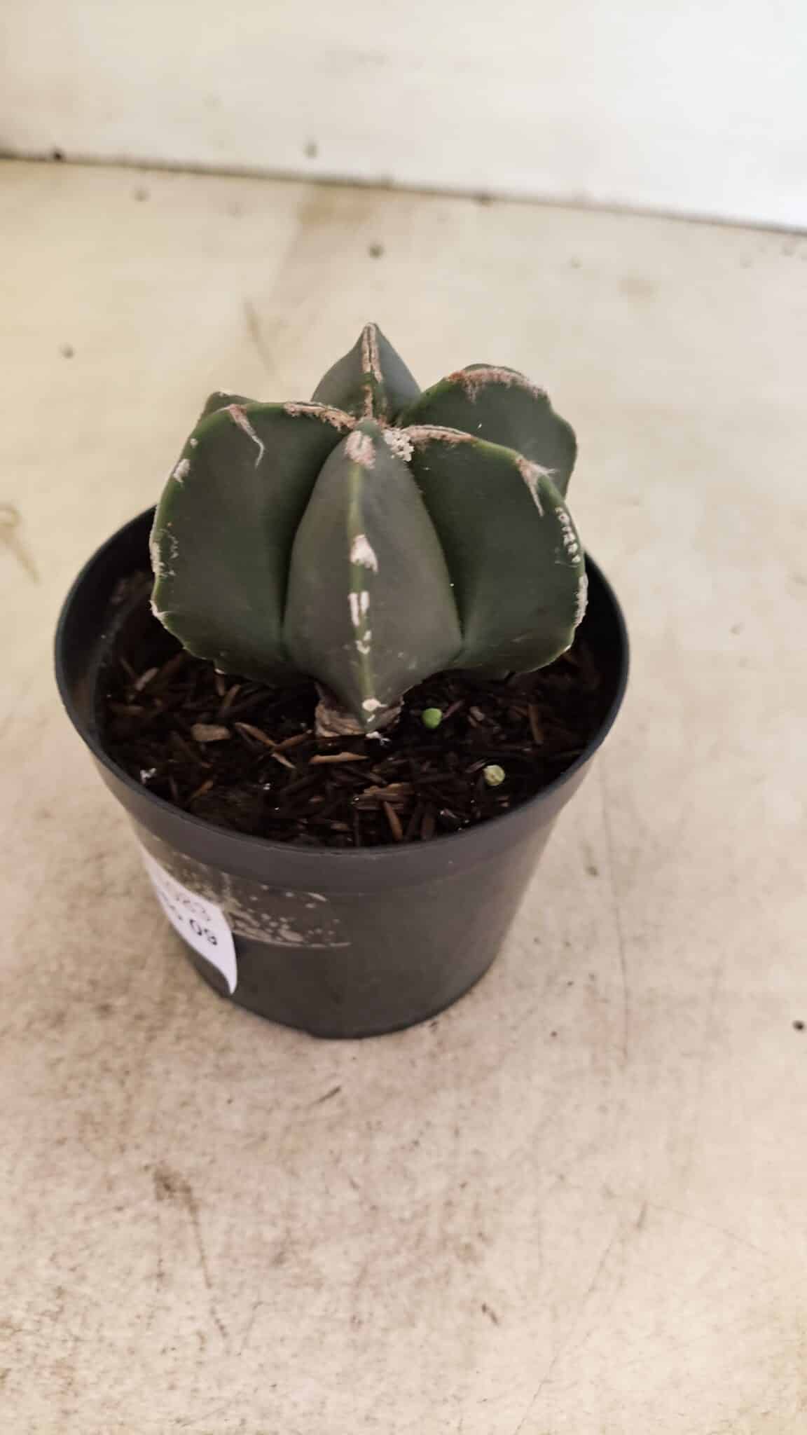 ASTROPHYTUM MYRIOSTIGMA  Nº 1083 – vaso 09 - foto 7