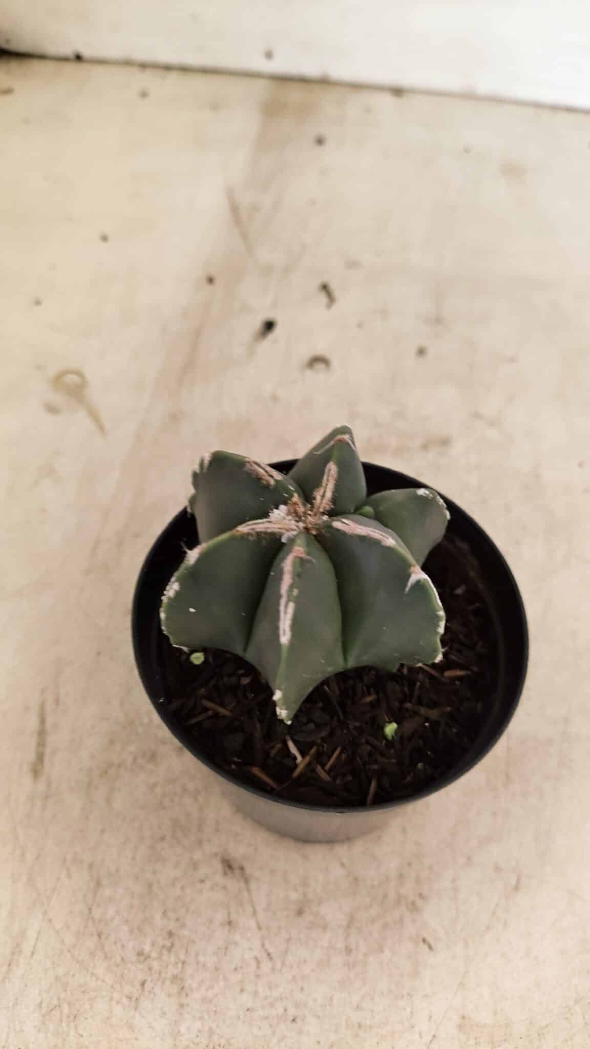 ASTROPHYTUM MYRIOSTIGMA  Nº 1083 – vaso 09 - foto 6