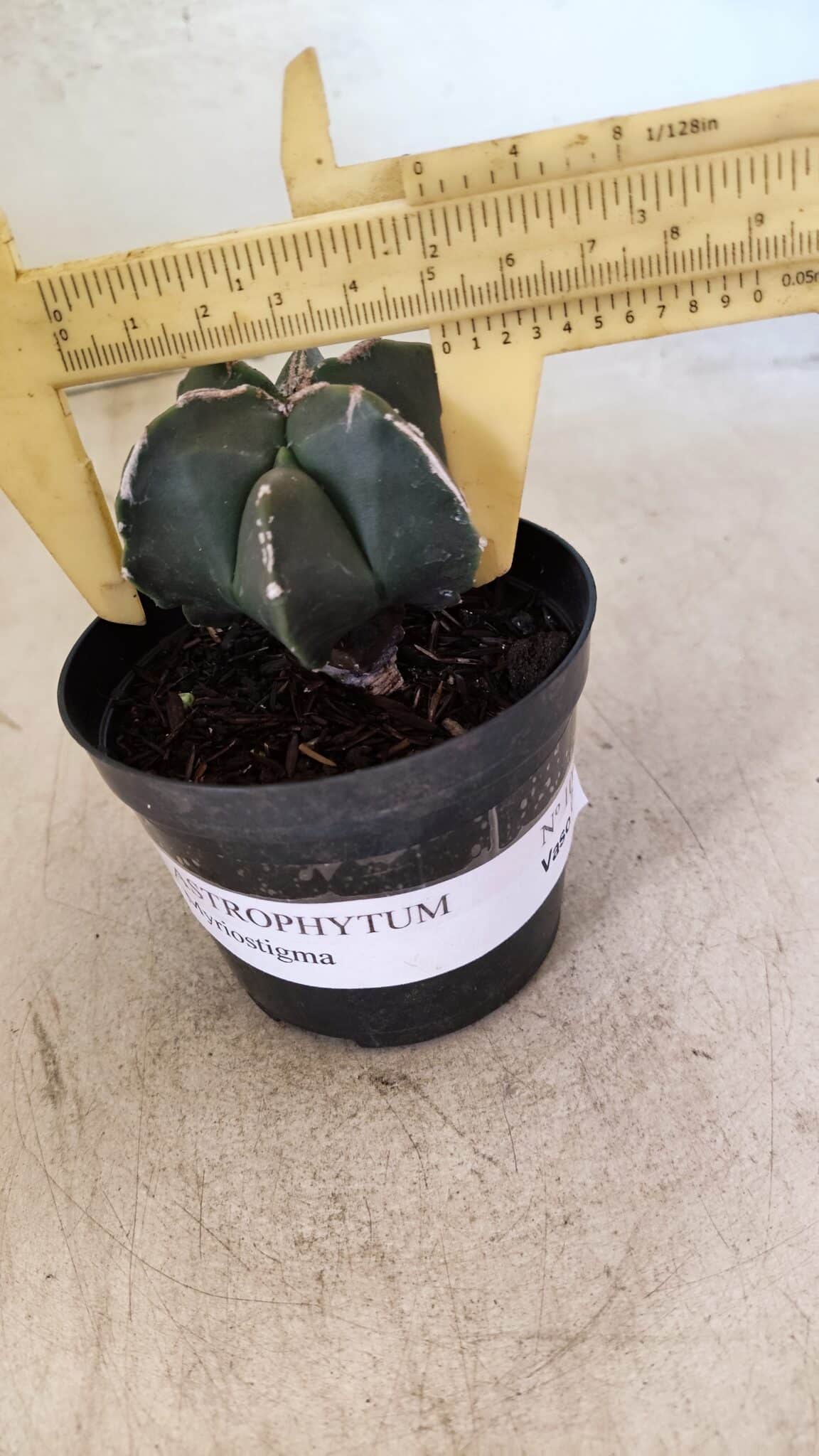 ASTROPHYTUM MYRIOSTIGMA  Nº 1083 – vaso 09 - foto 4