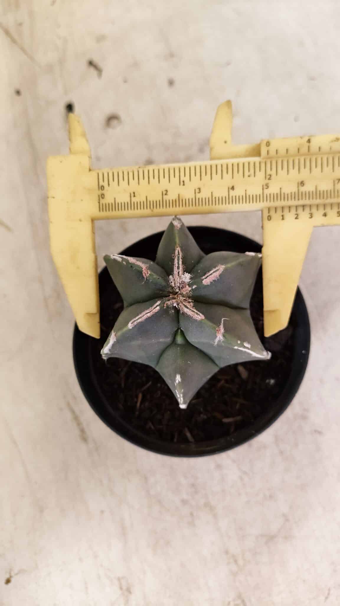ASTROPHYTUM MYRIOSTIGMA  Nº 1083 – vaso 09 - foto 5