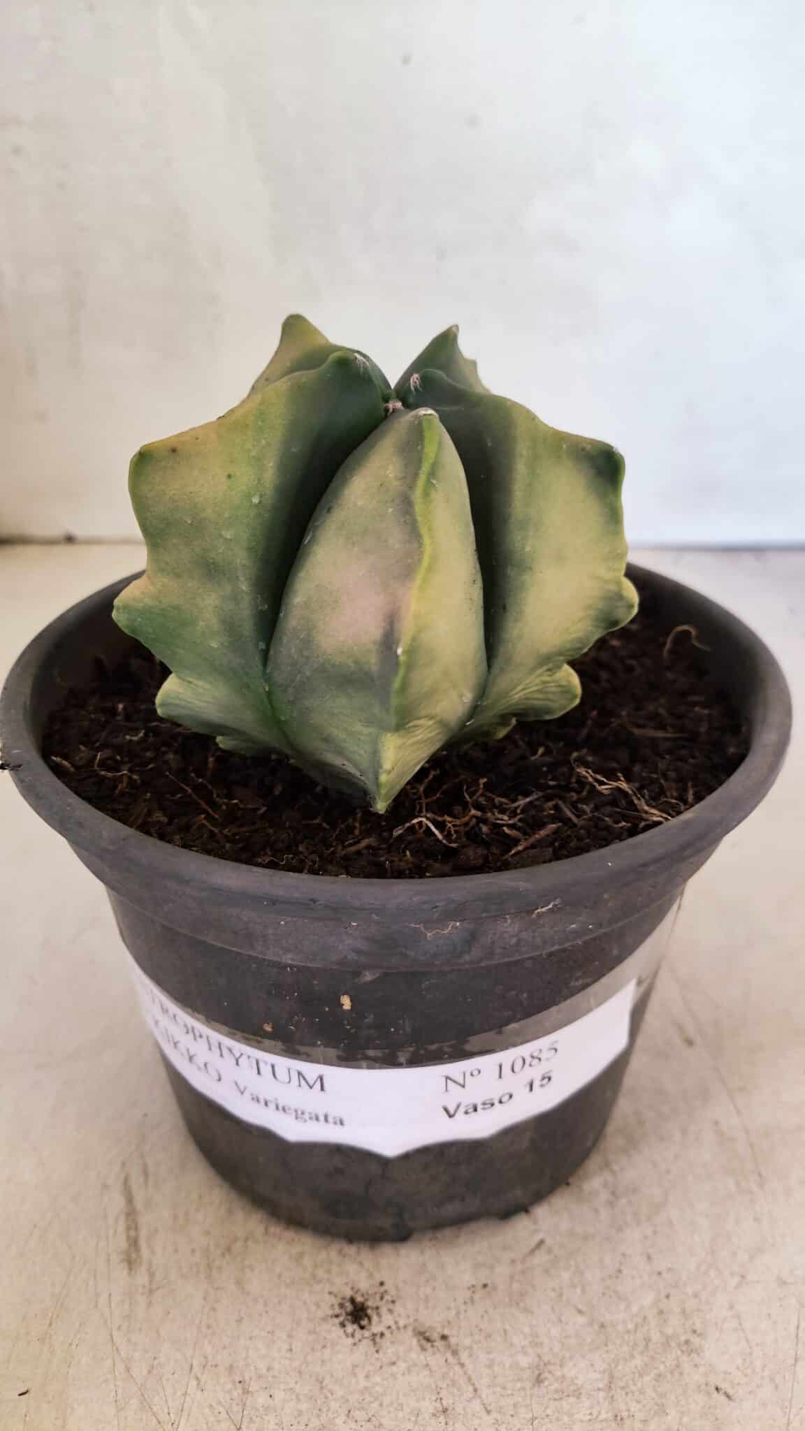 ASTROPHYTUM cv KIKKO Nº 1085 "Variegata" - vaso 15 - foto 2