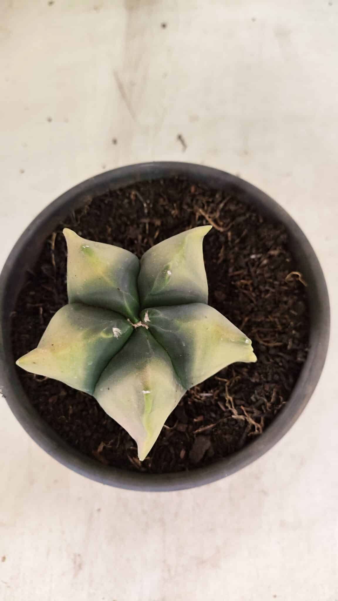 ASTROPHYTUM cv KIKKO Nº 1085 "Variegata" - vaso 15 - foto 3