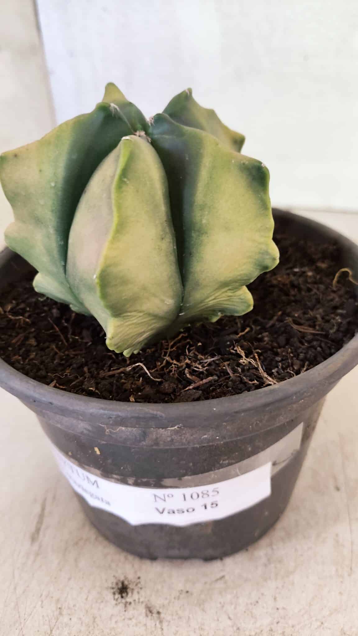 ASTROPHYTUM cv KIKKO Nº 1085 "Variegata" - vaso 15 - foto 9