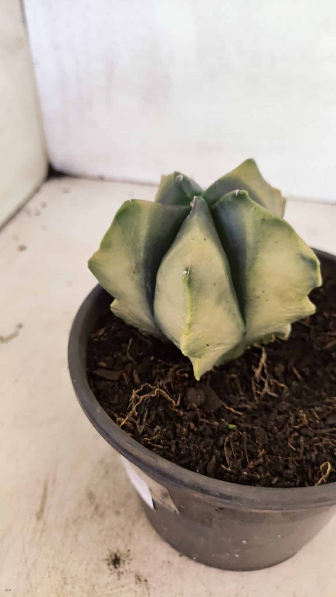 ASTROPHYTUM cv KIKKO Nº 1085 "Variegata" - vaso 15 - foto 8