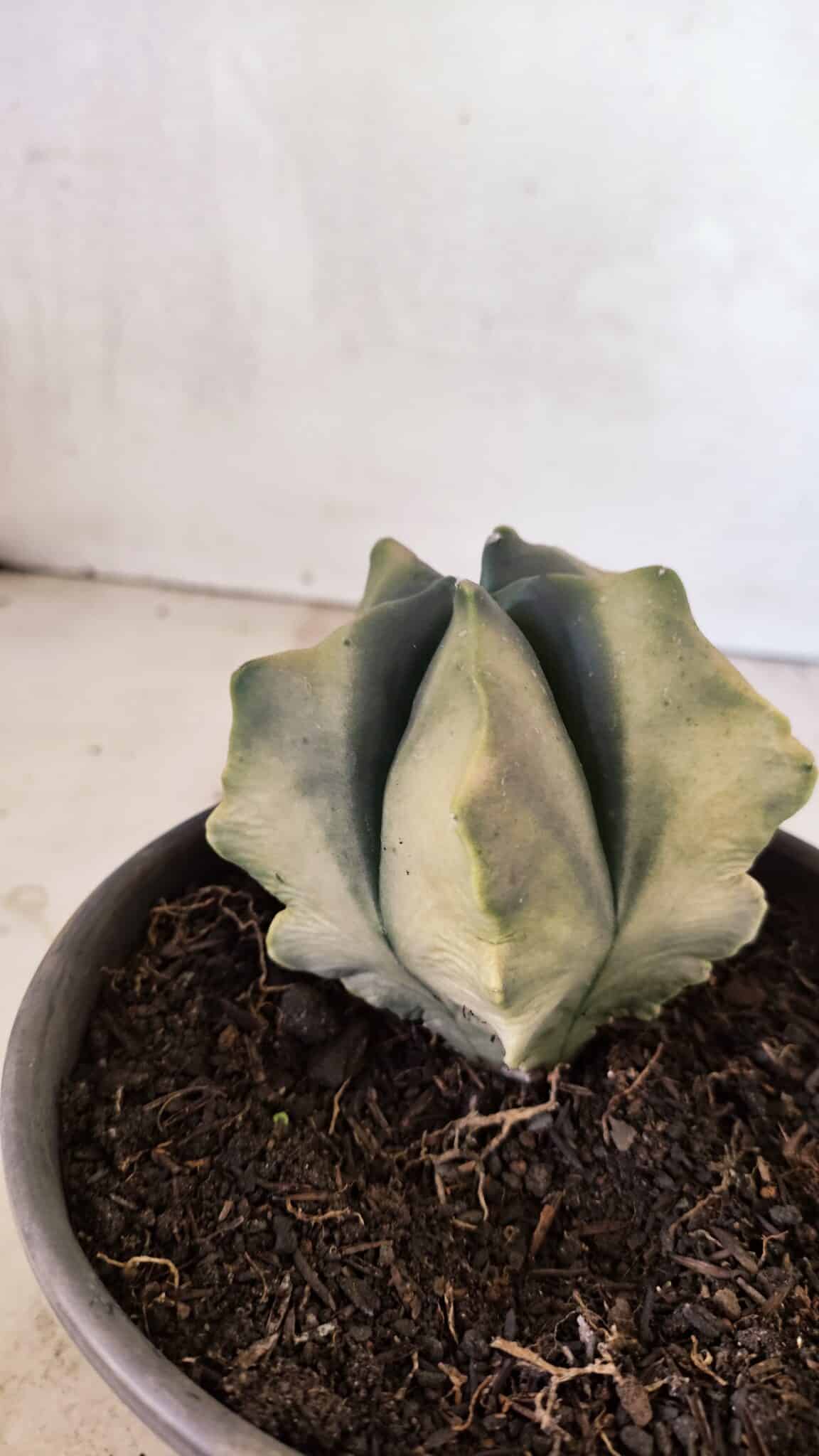 ASTROPHYTUM cv KIKKO Nº 1085 "Variegata" - vaso 15 - foto 7