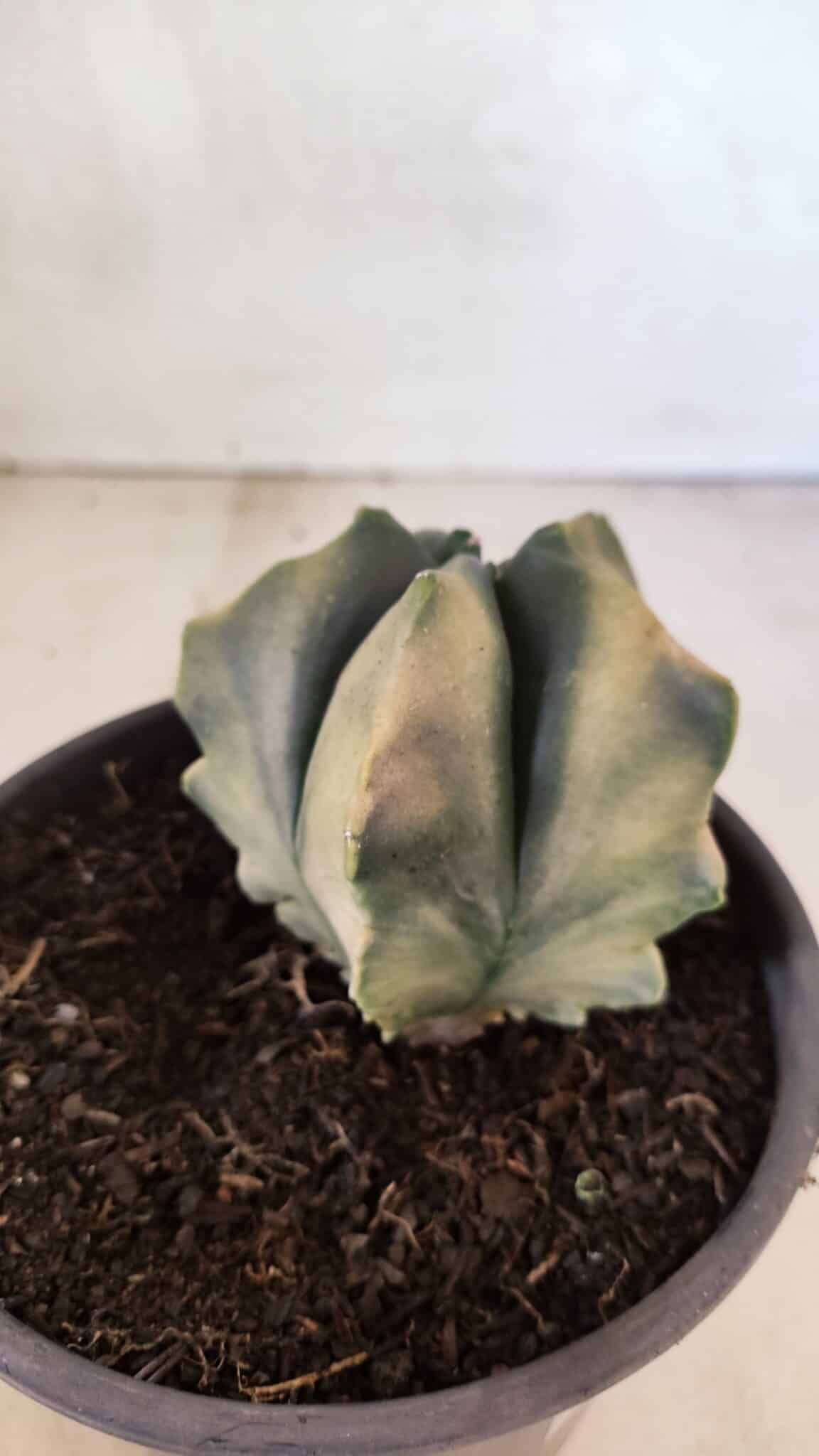 ASTROPHYTUM cv KIKKO Nº 1085 "Variegata" - vaso 15 - foto 6