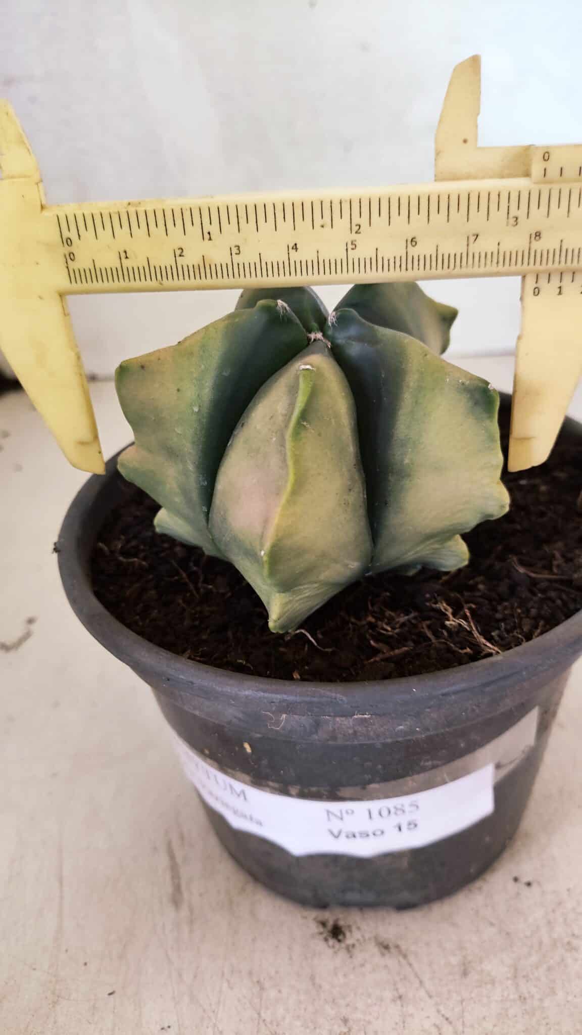 ASTROPHYTUM cv KIKKO Nº 1085 "Variegata" - vaso 15 - foto 4