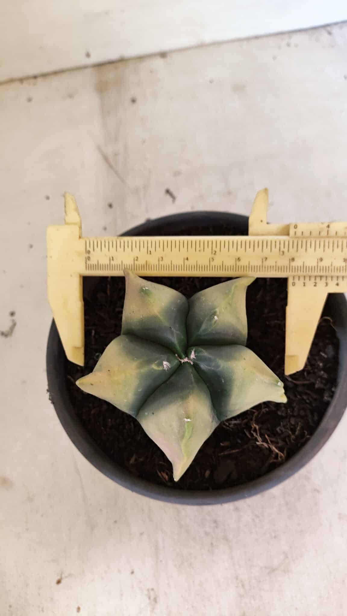 ASTROPHYTUM cv KIKKO Nº 1085 "Variegata" - vaso 15 - foto 5