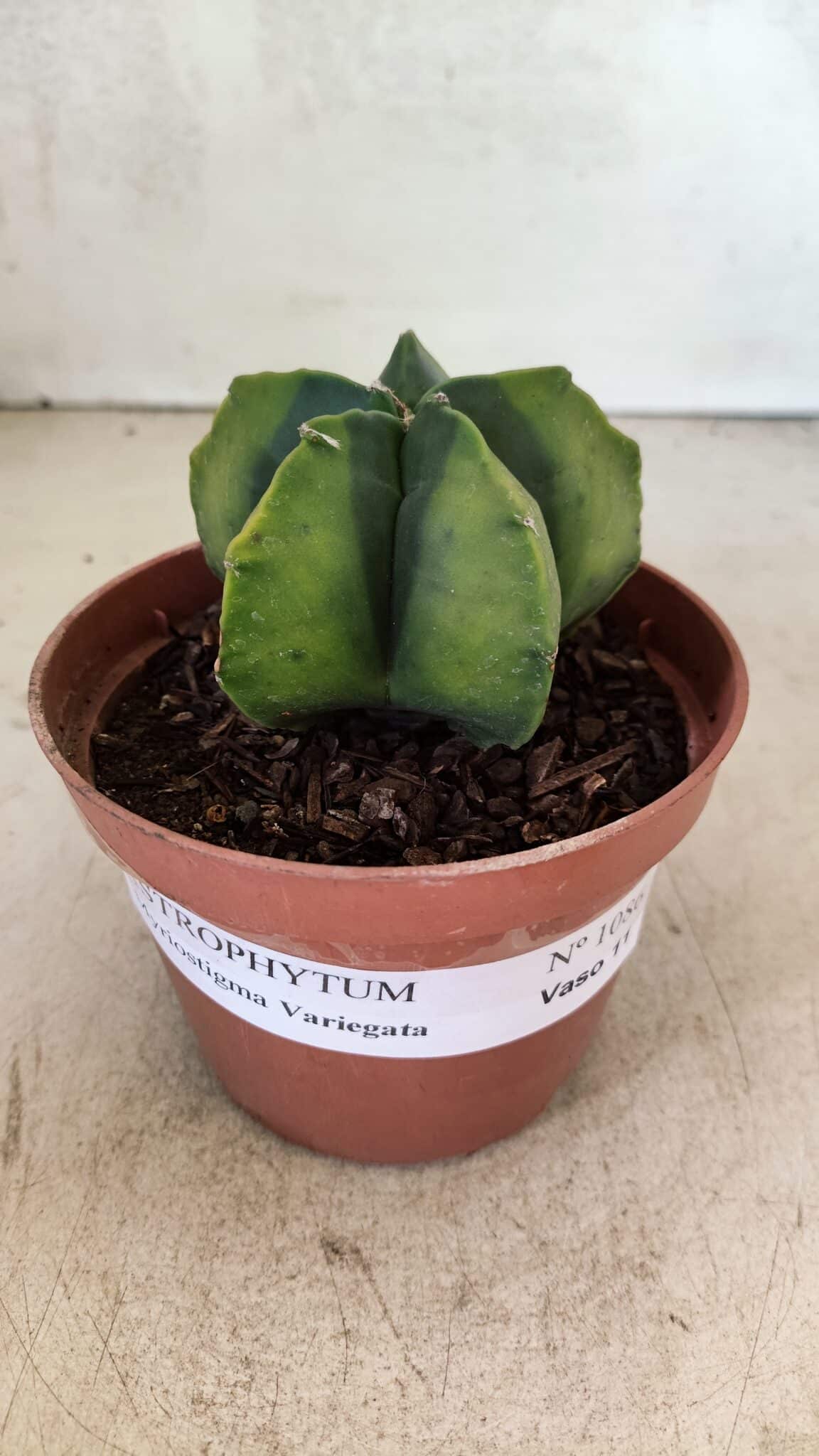 ASTROPHYTUM MYRIOSTIGMA "Variegata" Nº 1086 – vaso 11 - foto 2