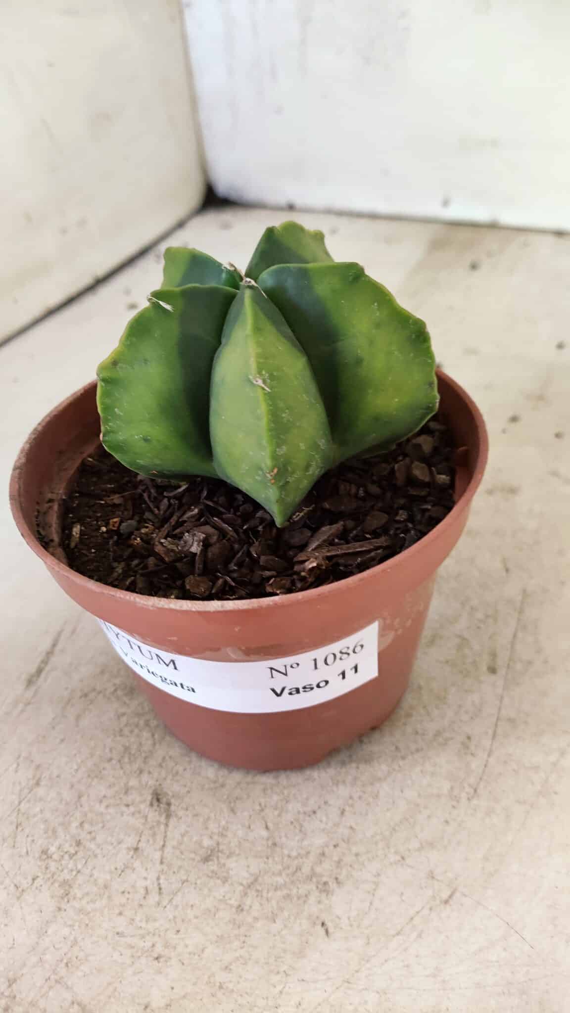 ASTROPHYTUM MYRIOSTIGMA "Variegata" Nº 1086 – vaso 11 - foto 10