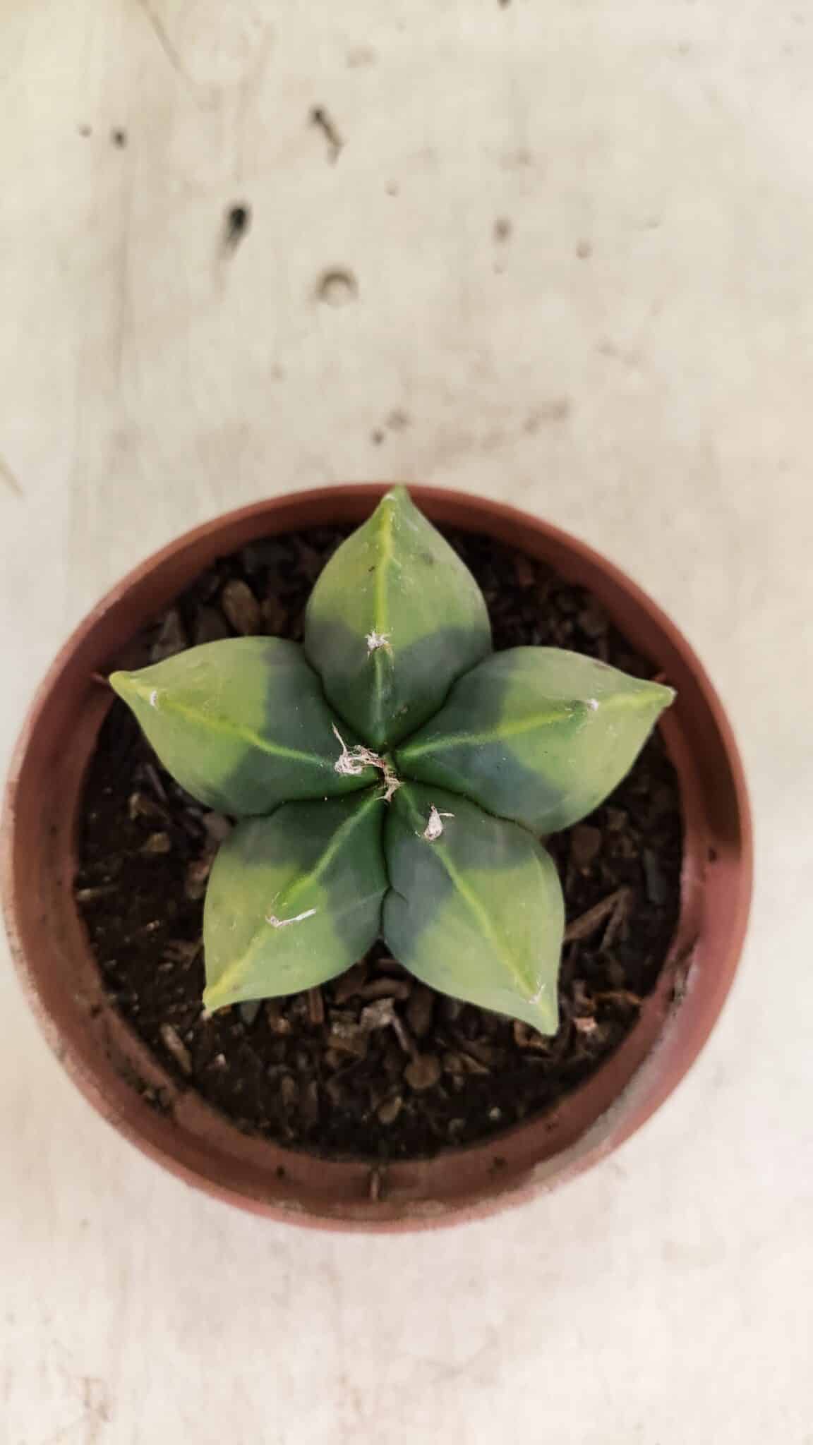ASTROPHYTUM MYRIOSTIGMA "Variegata" Nº 1086 – vaso 11 - foto 3