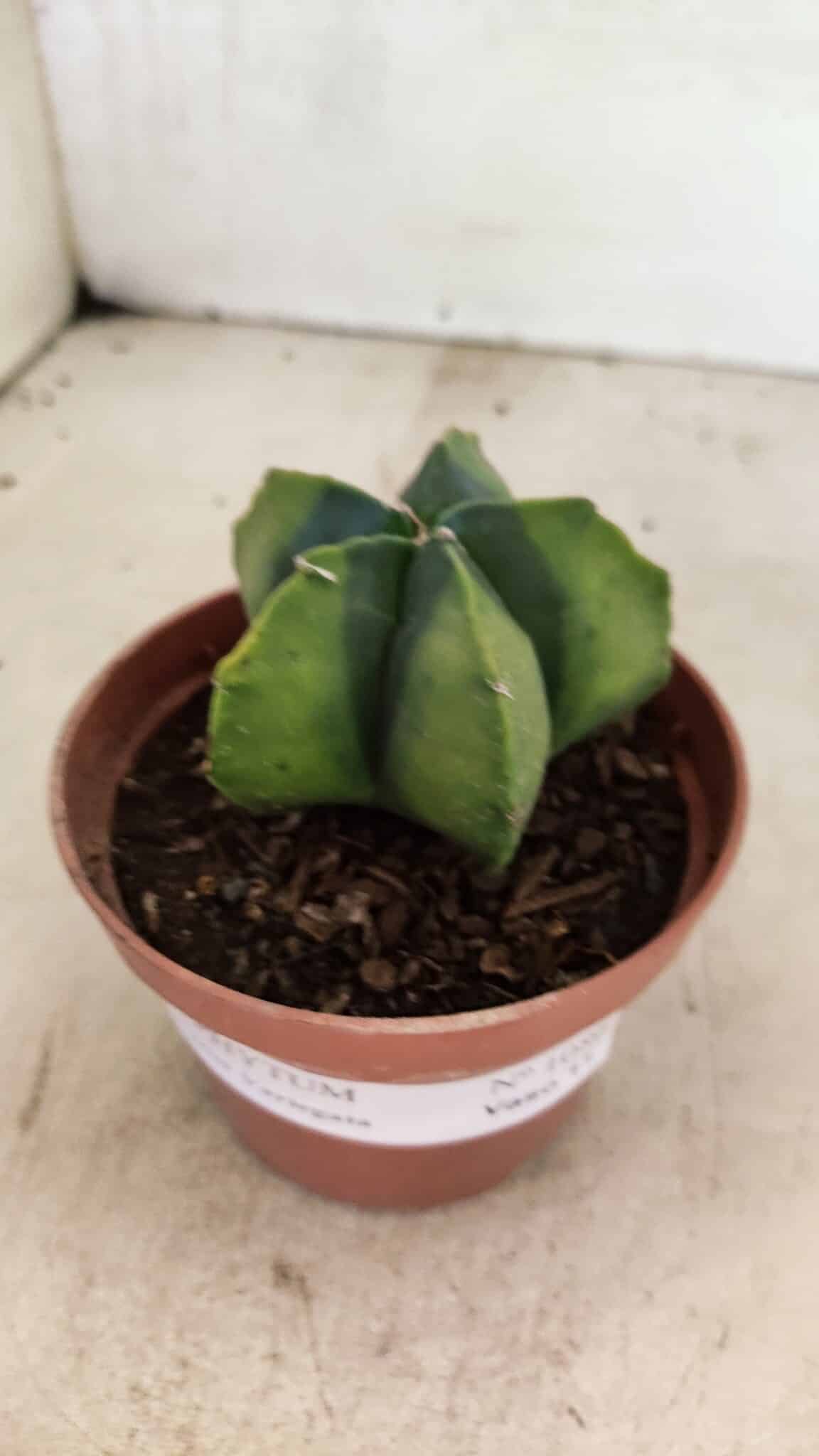 ASTROPHYTUM MYRIOSTIGMA "Variegata" Nº 1086 – vaso 11 - foto 9