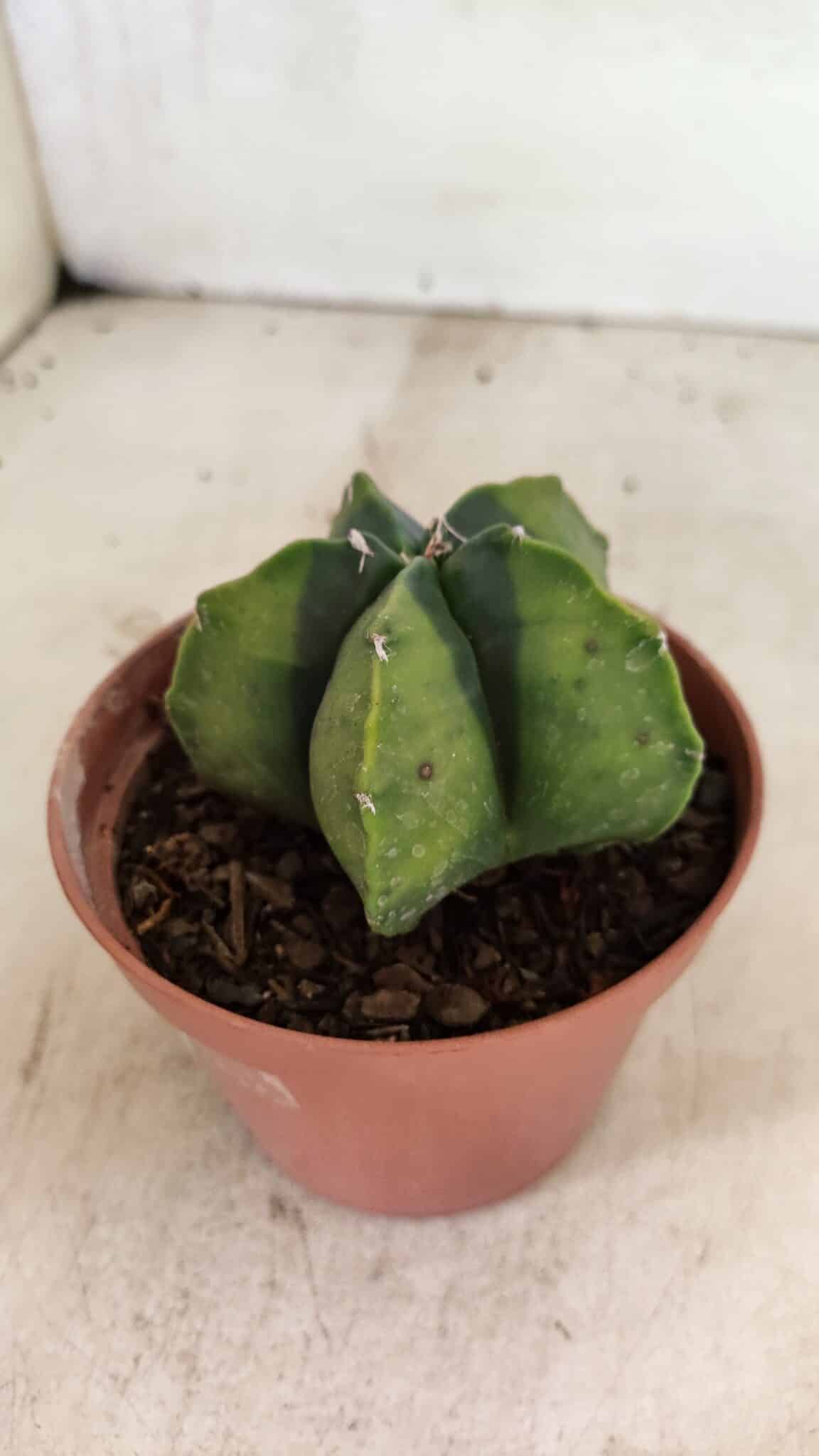 ASTROPHYTUM MYRIOSTIGMA "Variegata" Nº 1086 – vaso 11 - foto 8