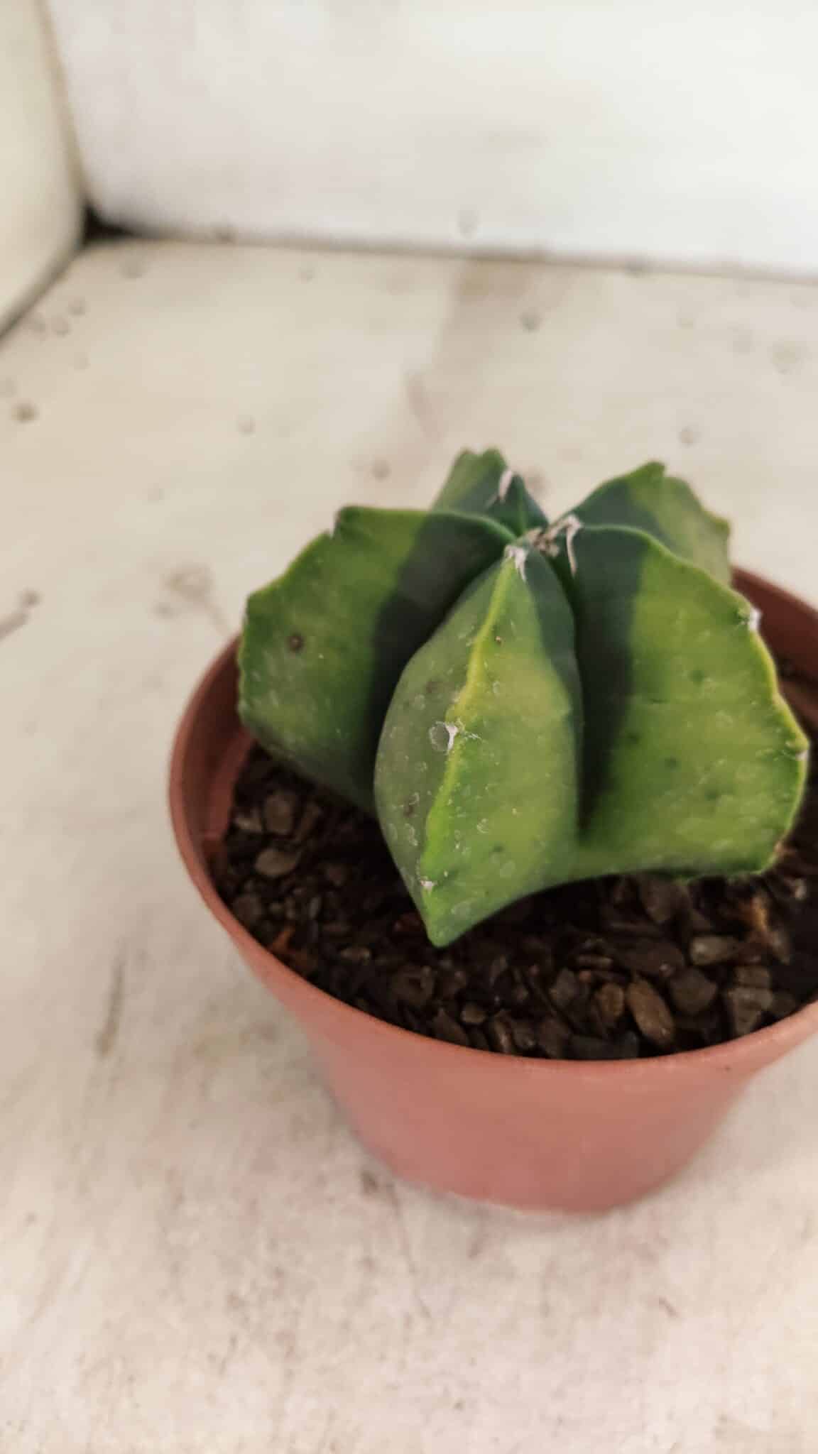 ASTROPHYTUM MYRIOSTIGMA "Variegata" Nº 1086 – vaso 11 - foto 7
