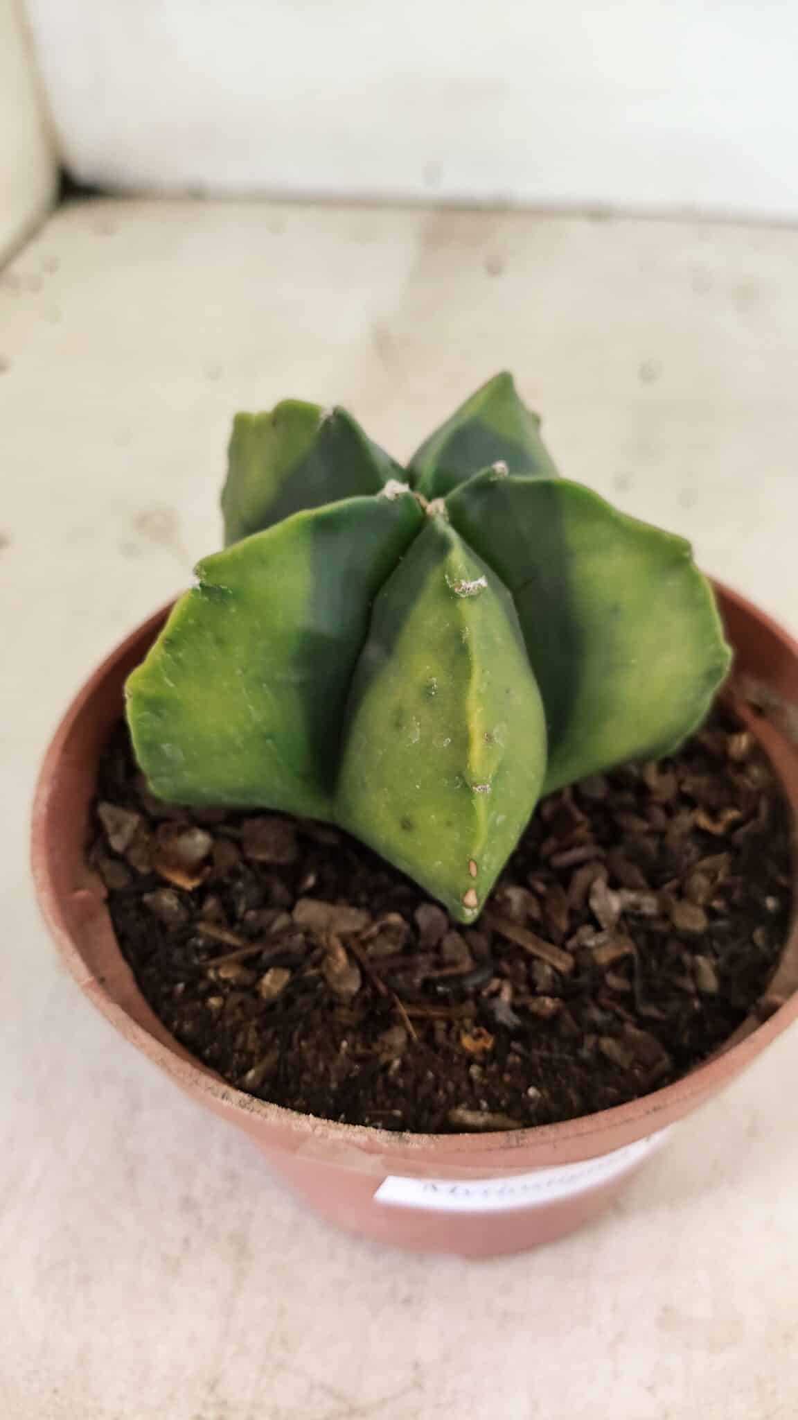 ASTROPHYTUM MYRIOSTIGMA "Variegata" Nº 1086 – vaso 11 - foto 6