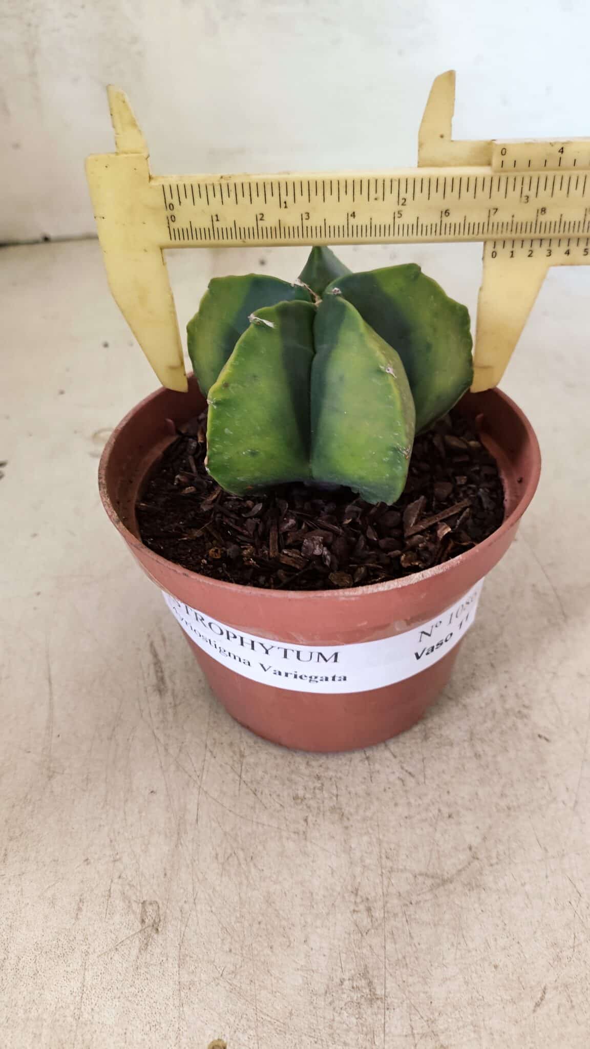 ASTROPHYTUM MYRIOSTIGMA "Variegata" Nº 1086 – vaso 11 - foto 4