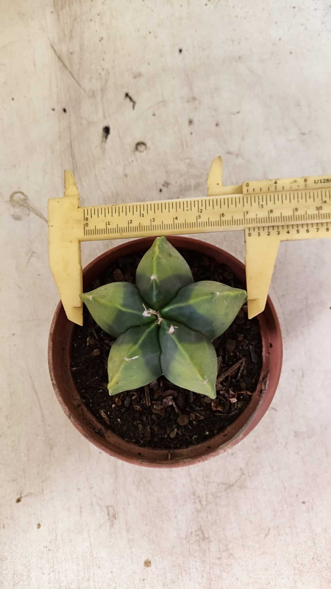 ASTROPHYTUM MYRIOSTIGMA "Variegata" Nº 1086 – vaso 11 - foto 5