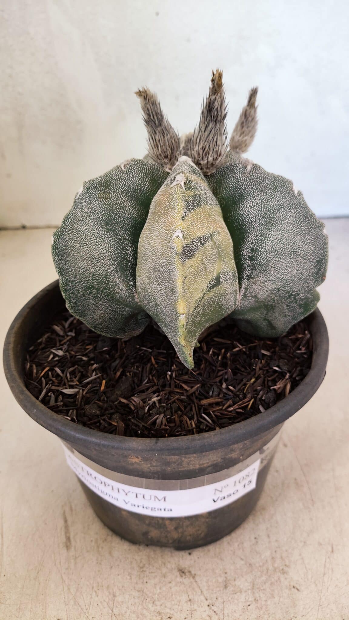 MATRIZ ASTROPHYTUM MYRIOSTIGMA  Nº 1082 – vaso 15 - foto 2