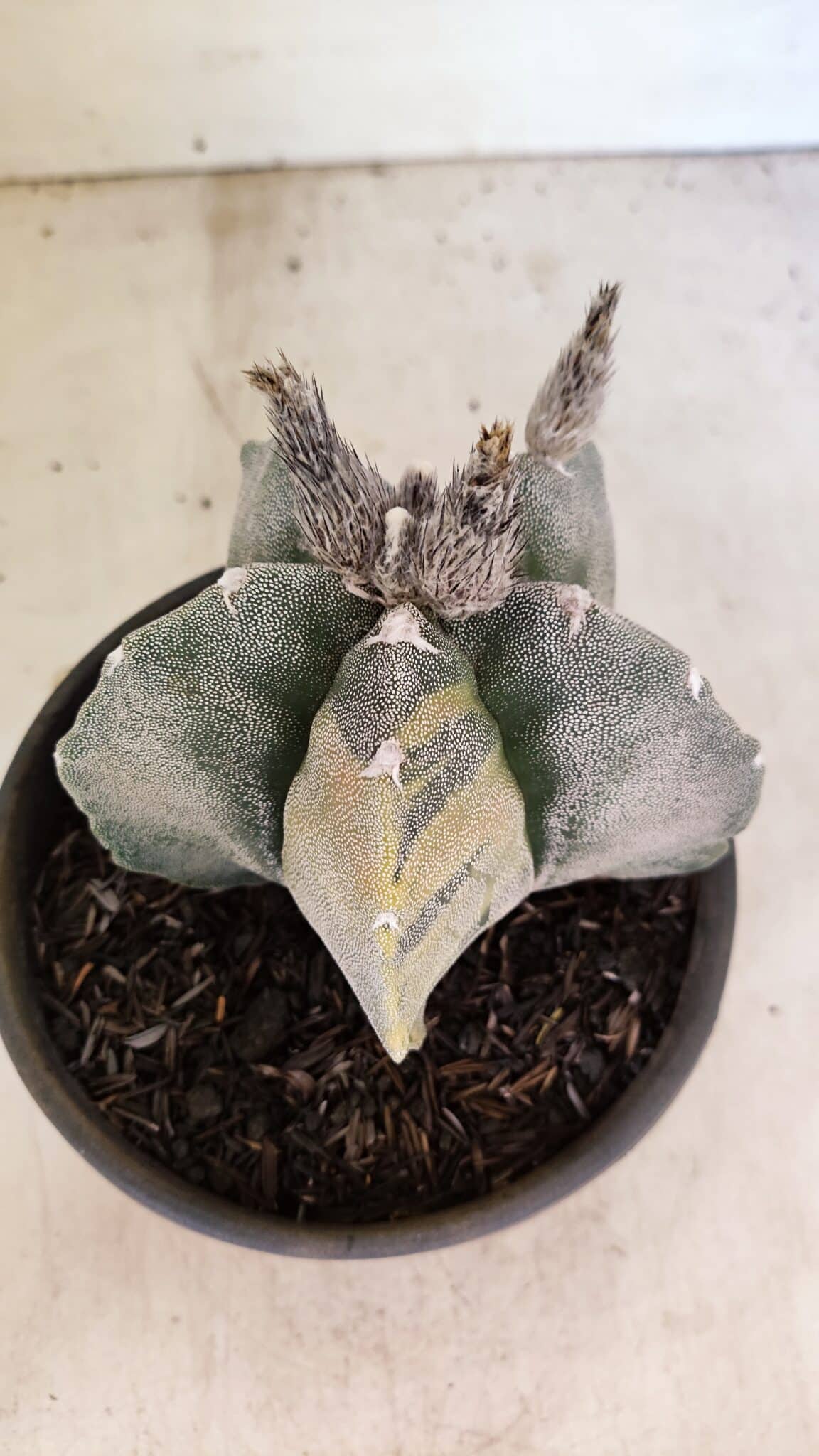 MATRIZ ASTROPHYTUM MYRIOSTIGMA  Nº 1082 – vaso 15 - foto 6