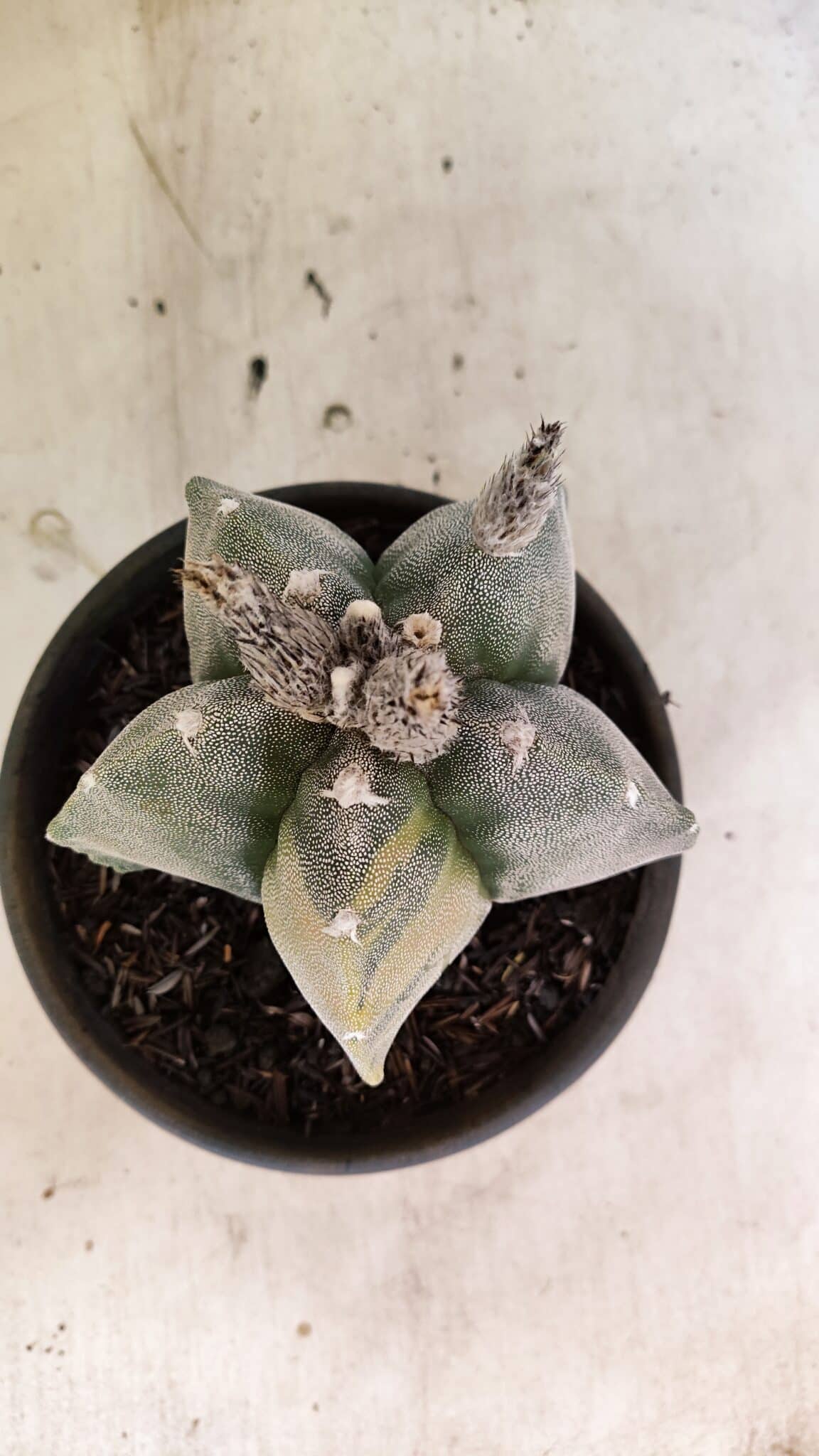 MATRIZ ASTROPHYTUM MYRIOSTIGMA  Nº 1082 – vaso 15 - foto 3
