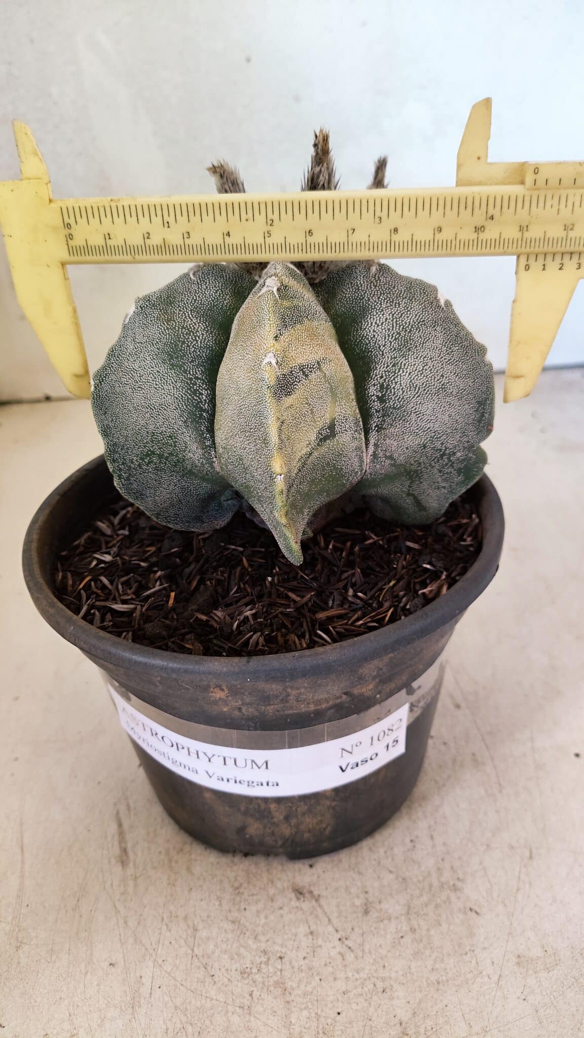MATRIZ ASTROPHYTUM MYRIOSTIGMA  Nº 1082 – vaso 15 - foto 4